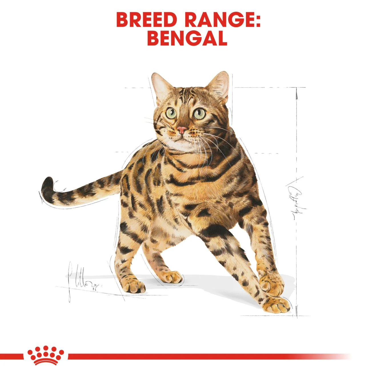 ROYAL CANIN Breed Health Nutrition Bengal Adult Dry Cat Food - Image 5