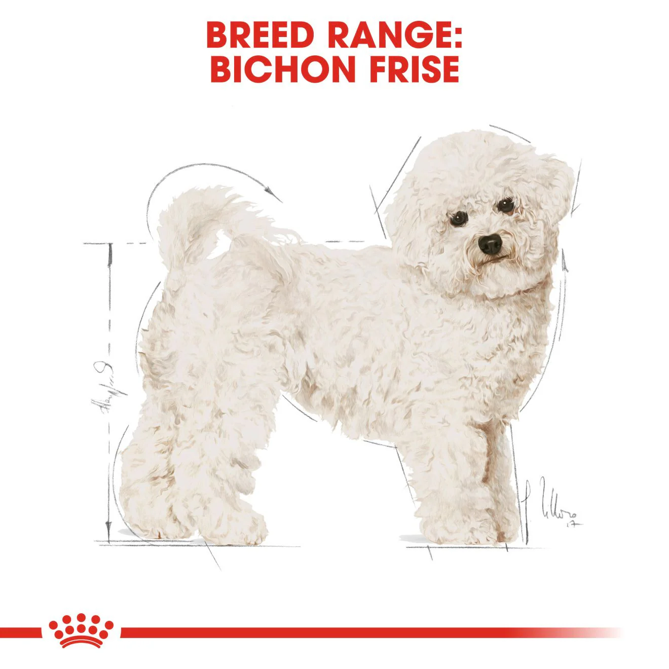 Royal Canin Breed Health Nutrition Bichon Frise Adult Dry Dog Food - Image 3