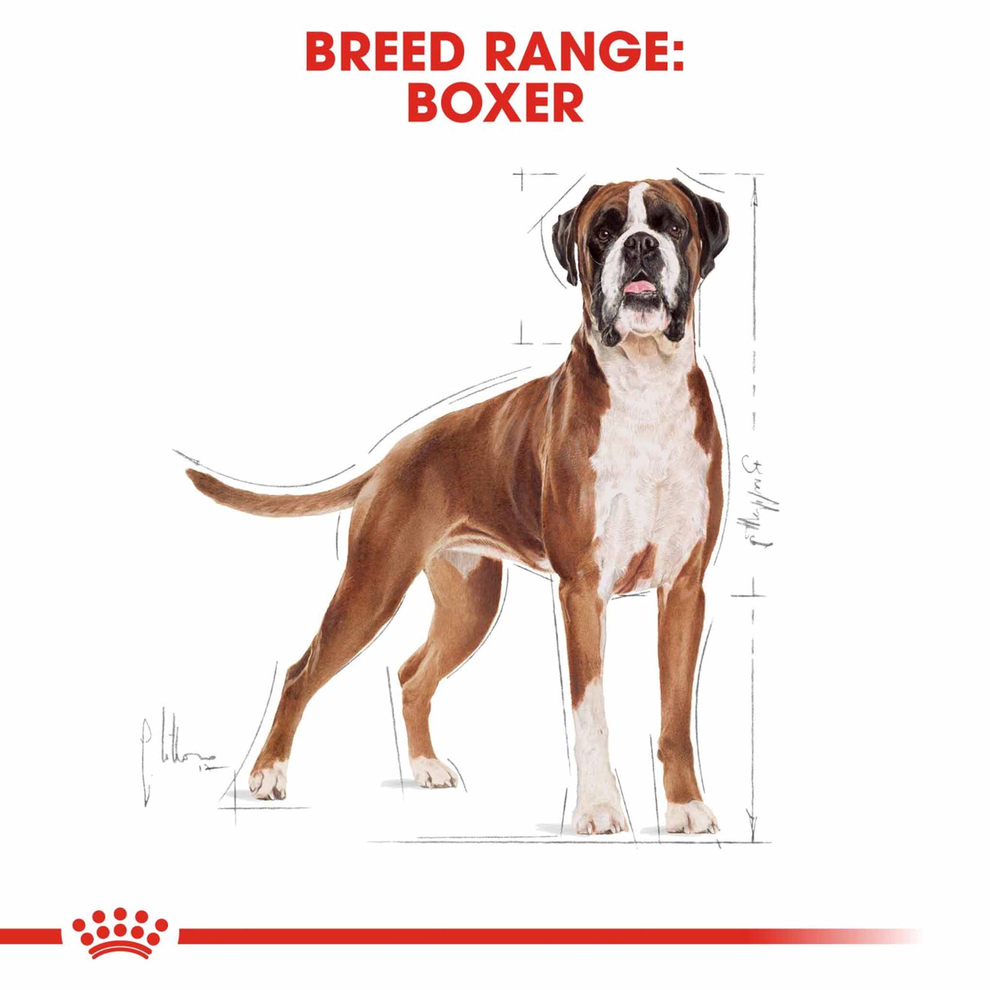 Royal Canin Breed Health Nutrition Boxer Adult Dry Dog Food - Image 3