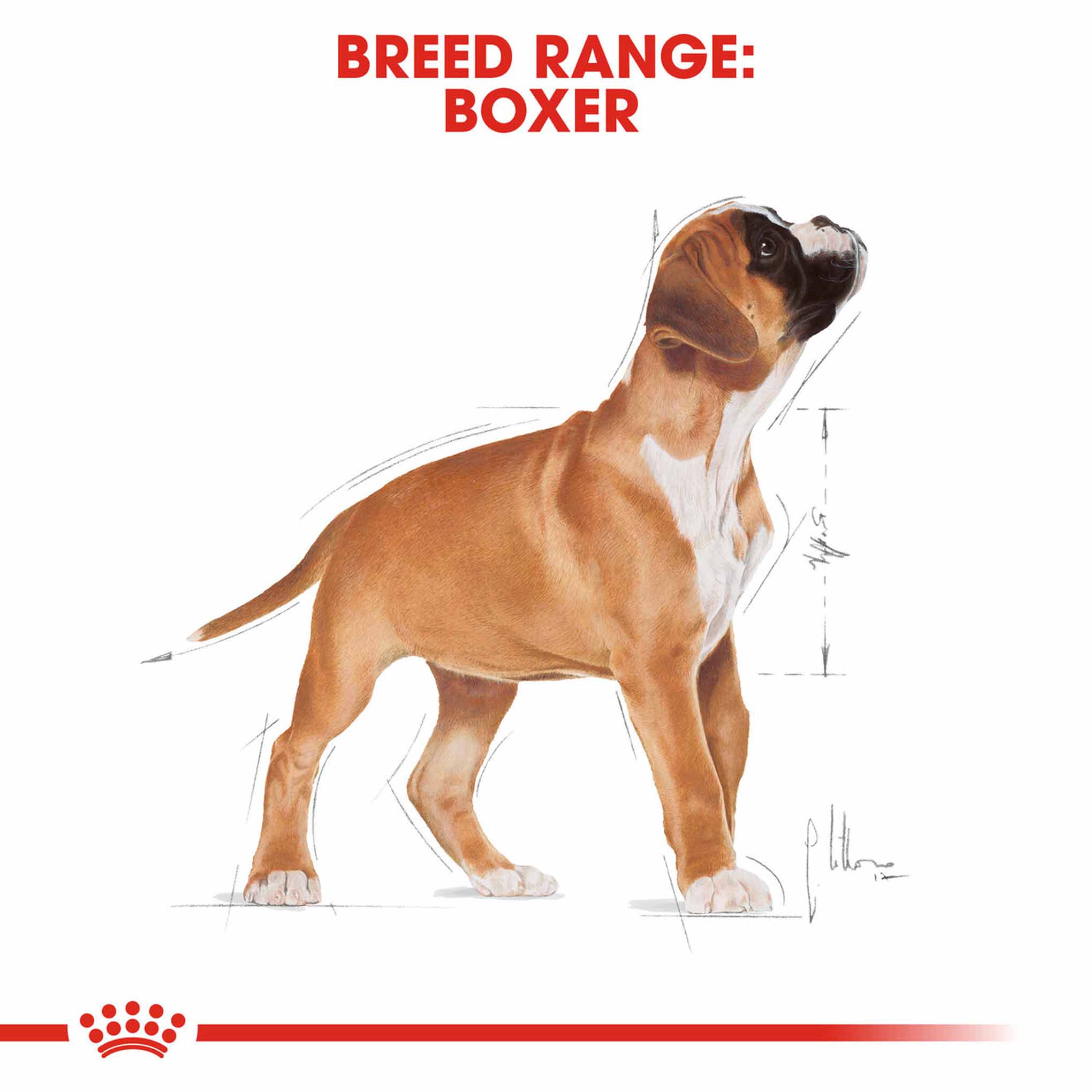 Royal Canin Breed Health Nutrition Boxer Puppy Dry Dog Food - Image 6