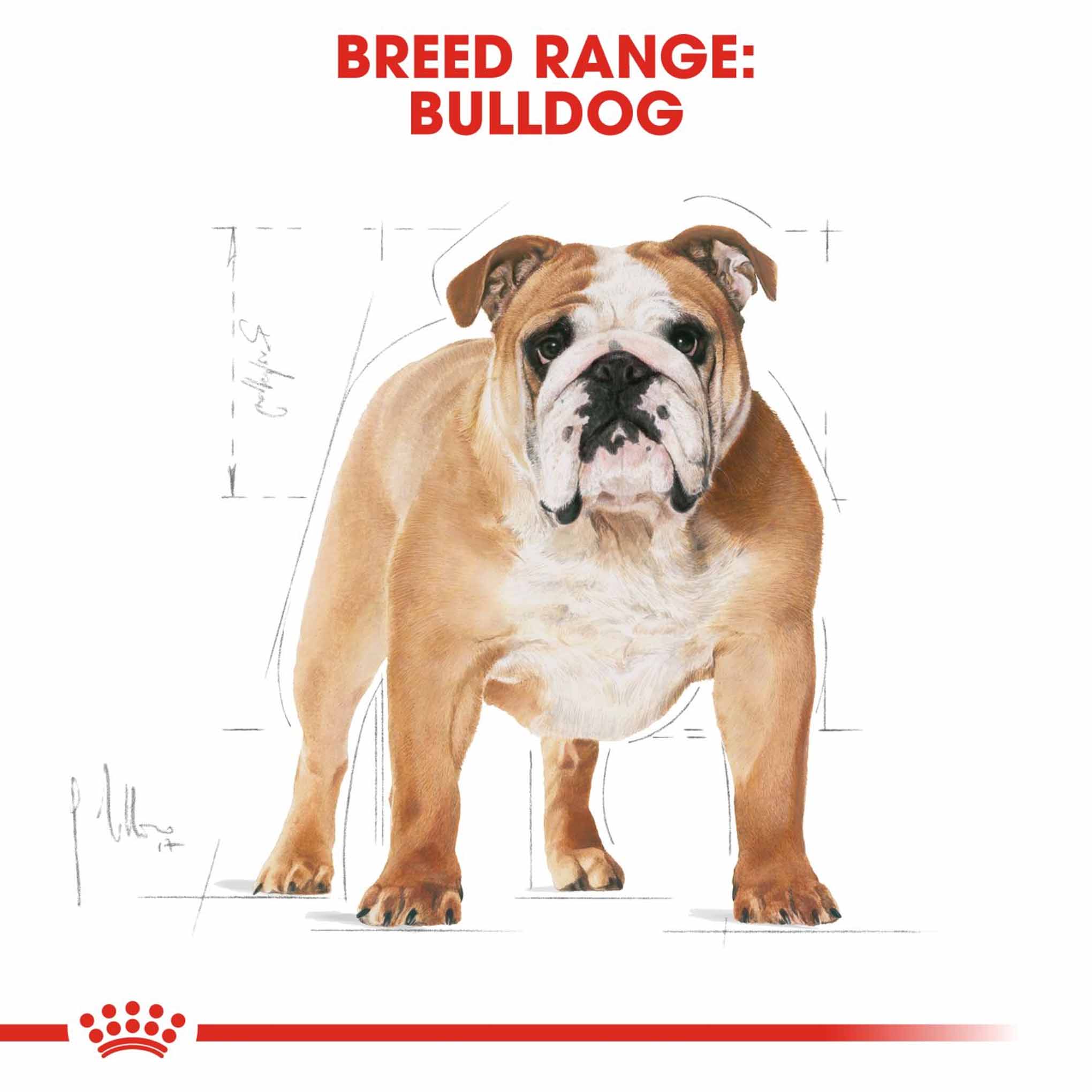 Royal Canin Breed Health Nutrition Bulldog Adult Dry Dog Food - Image 3