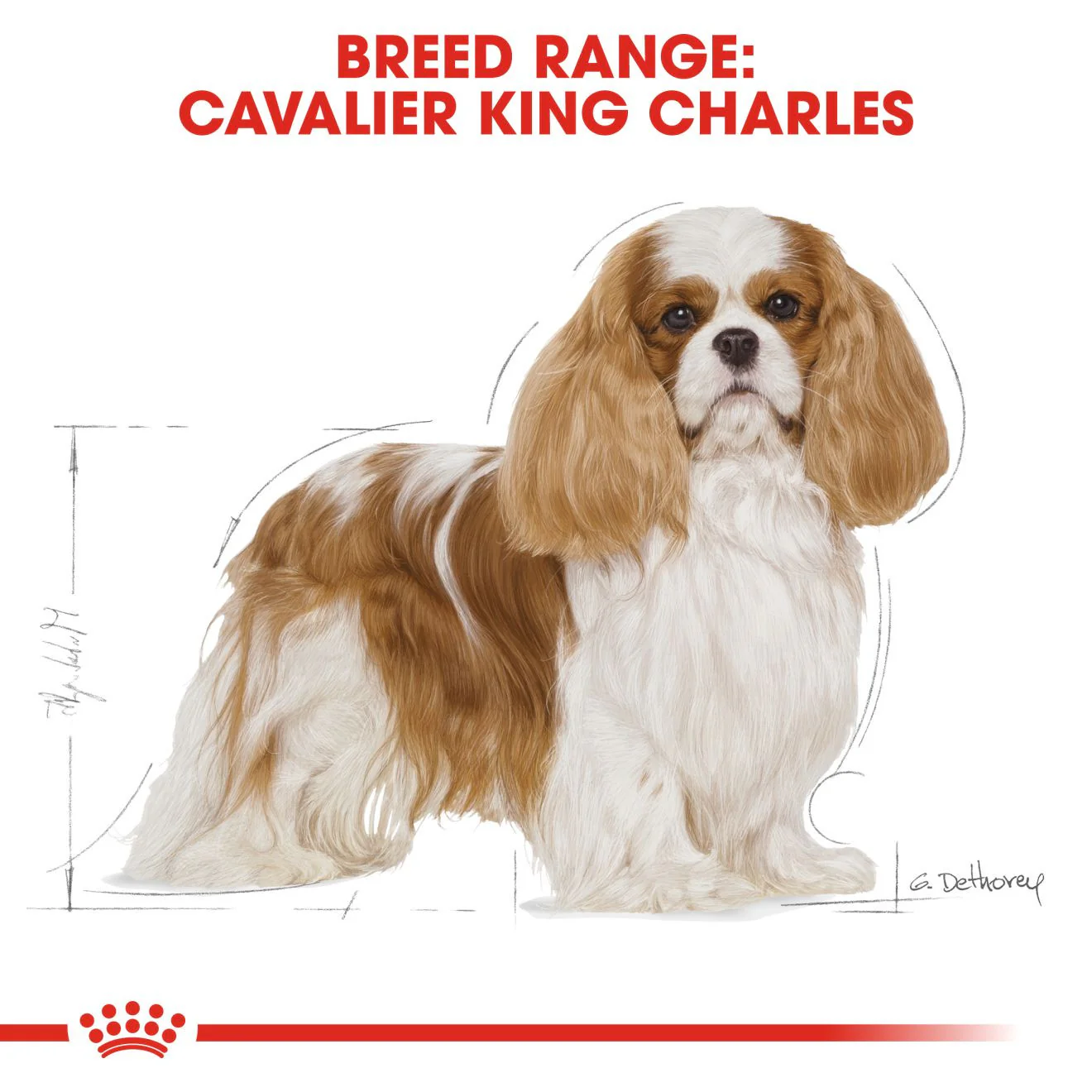 Royal Canin Breed Health Nutrition Cavalier King Charles Adult Dry Dog Food - Image 3