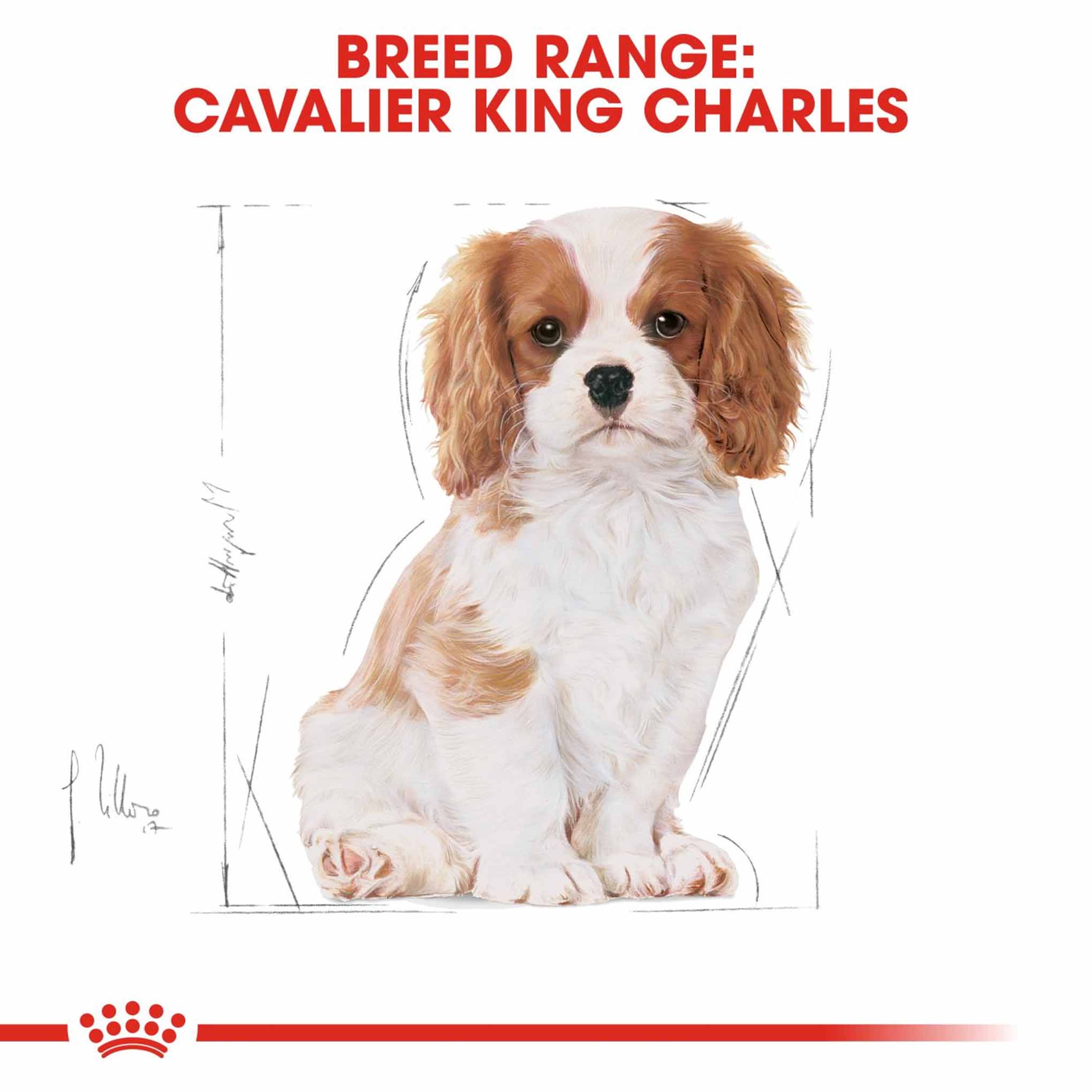 Royal Canin Breed Health Nutrition Cavalier King Charles Puppy Dry Dog Food - Image 6