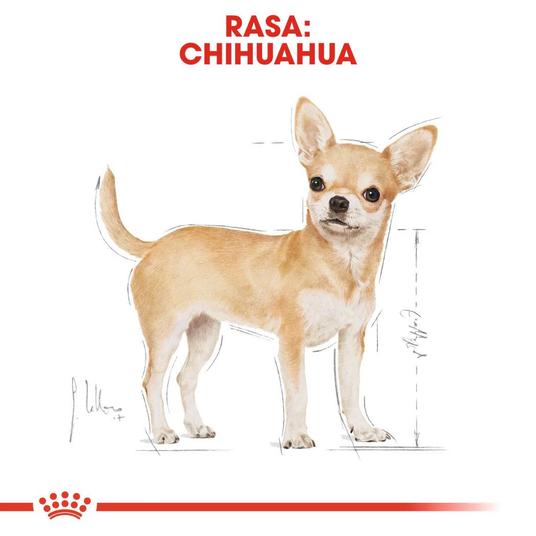 Royal Canin Breed Health Nutrition Chihuahua Adult Dry Dog Food - Image 3