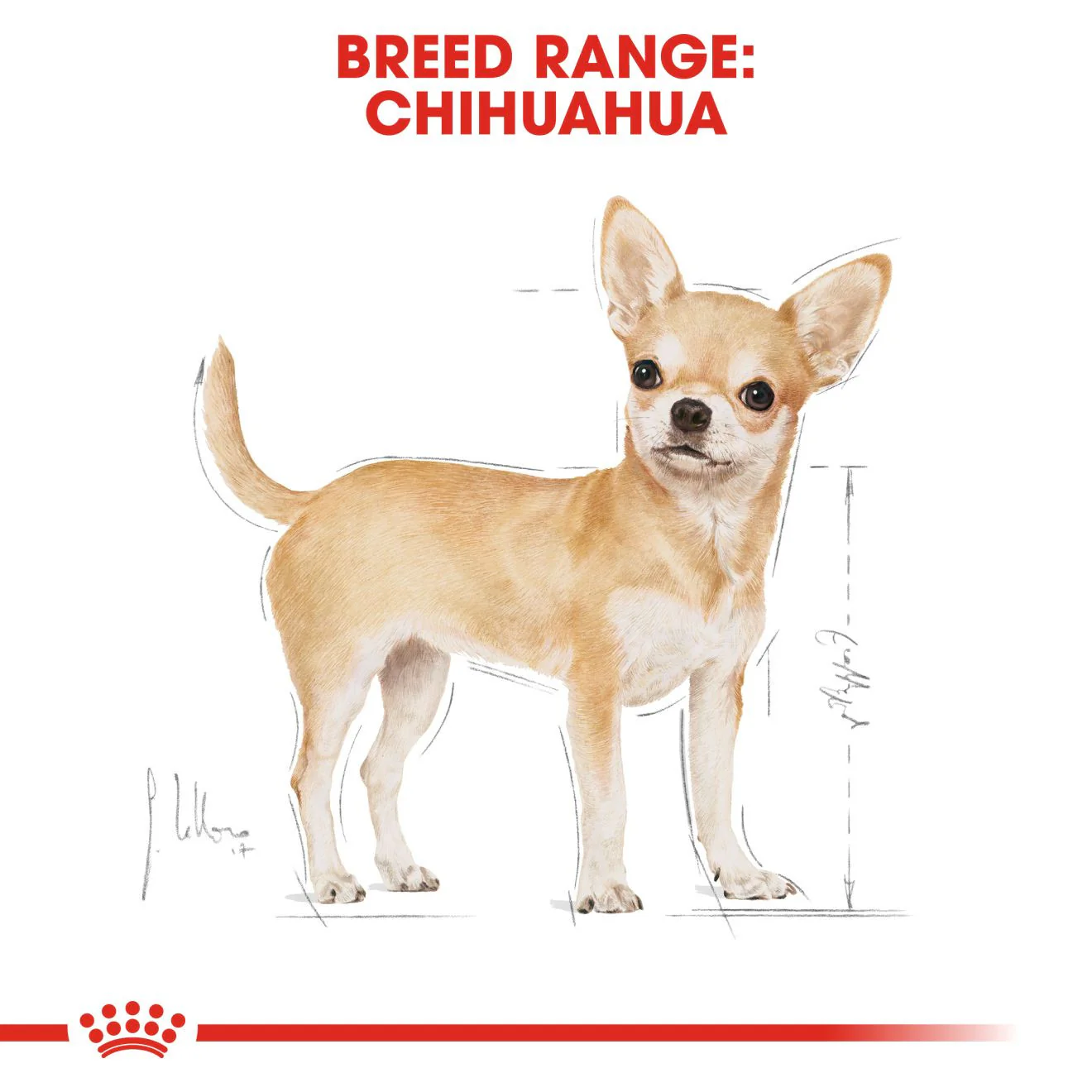Royal Canin Breed Health Nutrition Chihuahua Adult Wet Dog Food -12x85g Pouches - Image 5