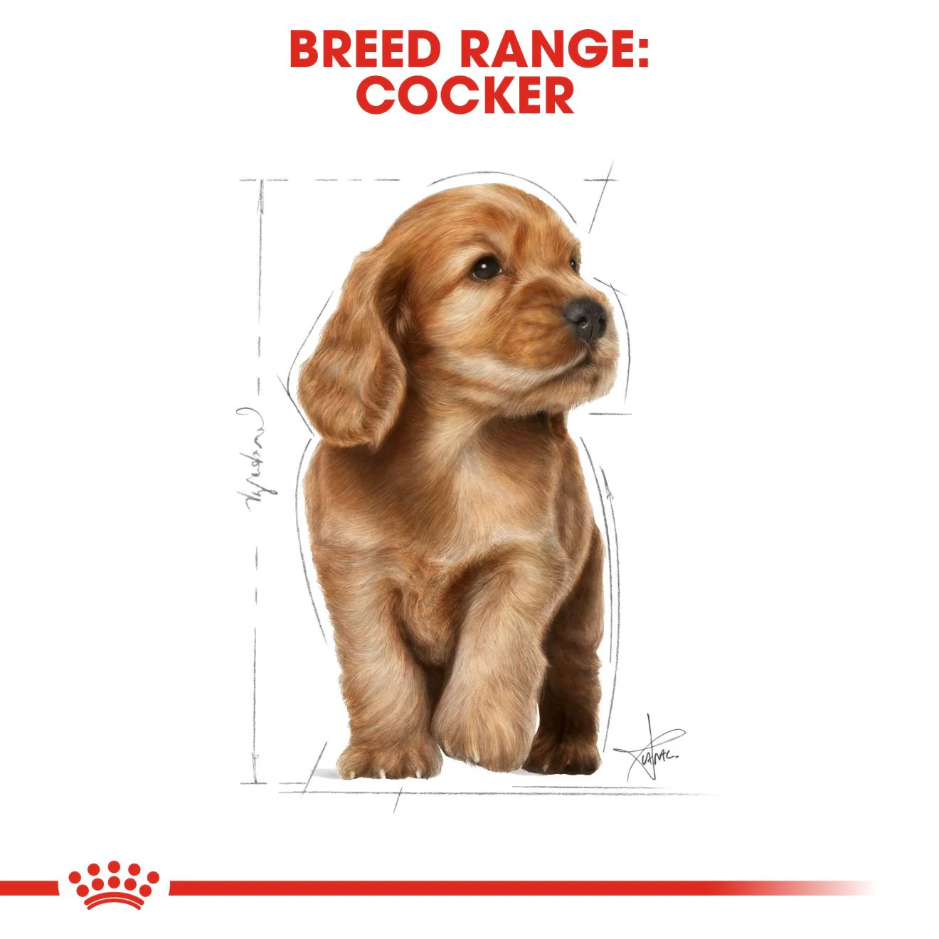 Royal Canin Breed Health Nutrition Cocker Puppy Dry Dog Food - Image 6