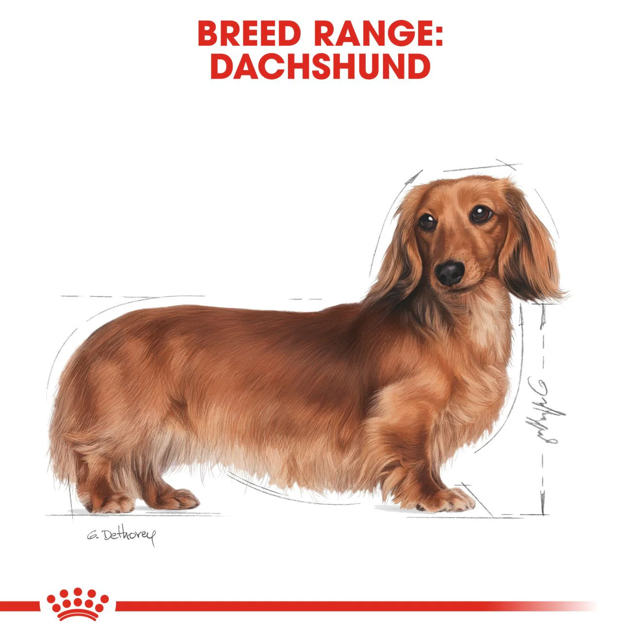 Royal Canin Breed Health Nutrition Dachshund Adult Dry Dog Food - Image 5