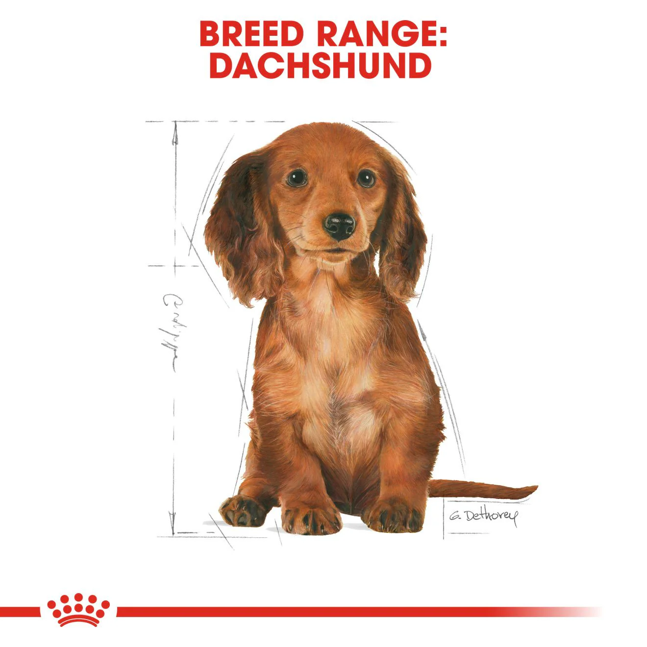 Royal Canin Breed Health Nutrition Dachshund Puppy Dry Dog Food - Image 6