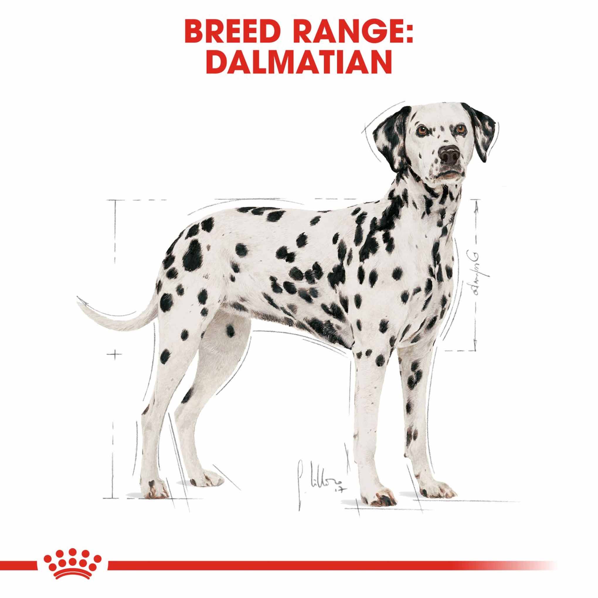 Royal Canin Breed Health Nutrition Dalmatian Adult Dry Dog Food - Image 2