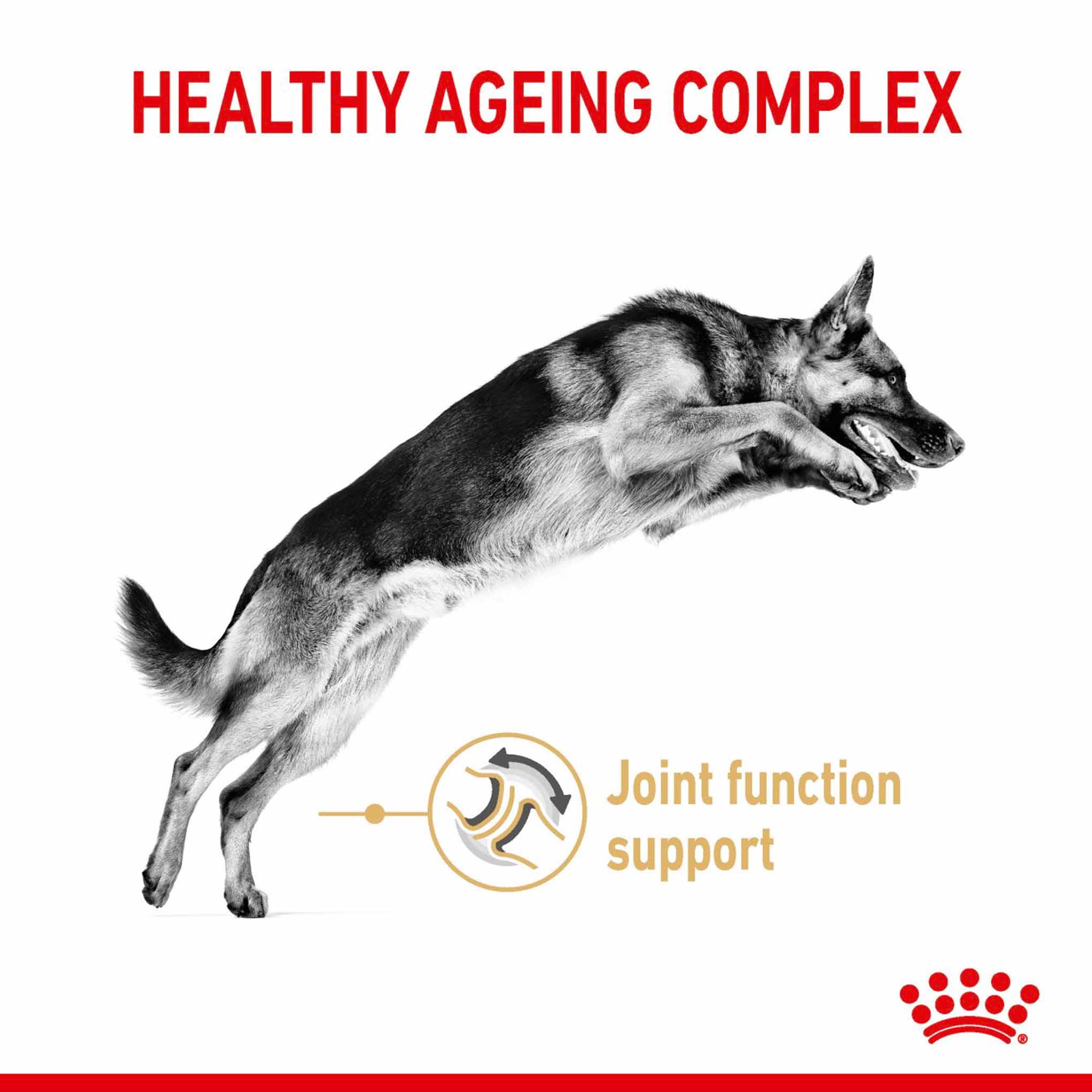 Royal Canin Breed Health Nutrition German Shepherd Adult 5+ Adult Dry Dog Food - Image 3