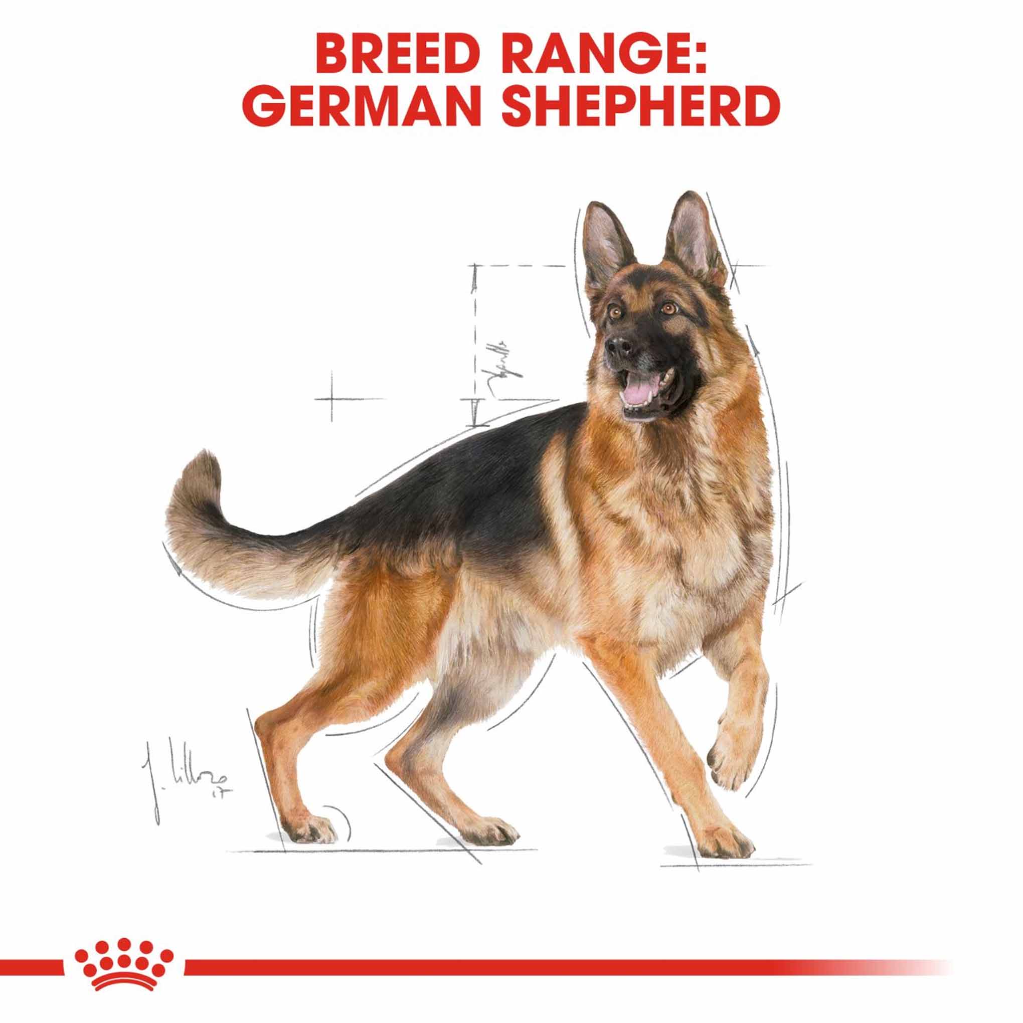 Royal Canin Breed Health Nutrition German Shepherd Adult Dry Dog Food - Image 3