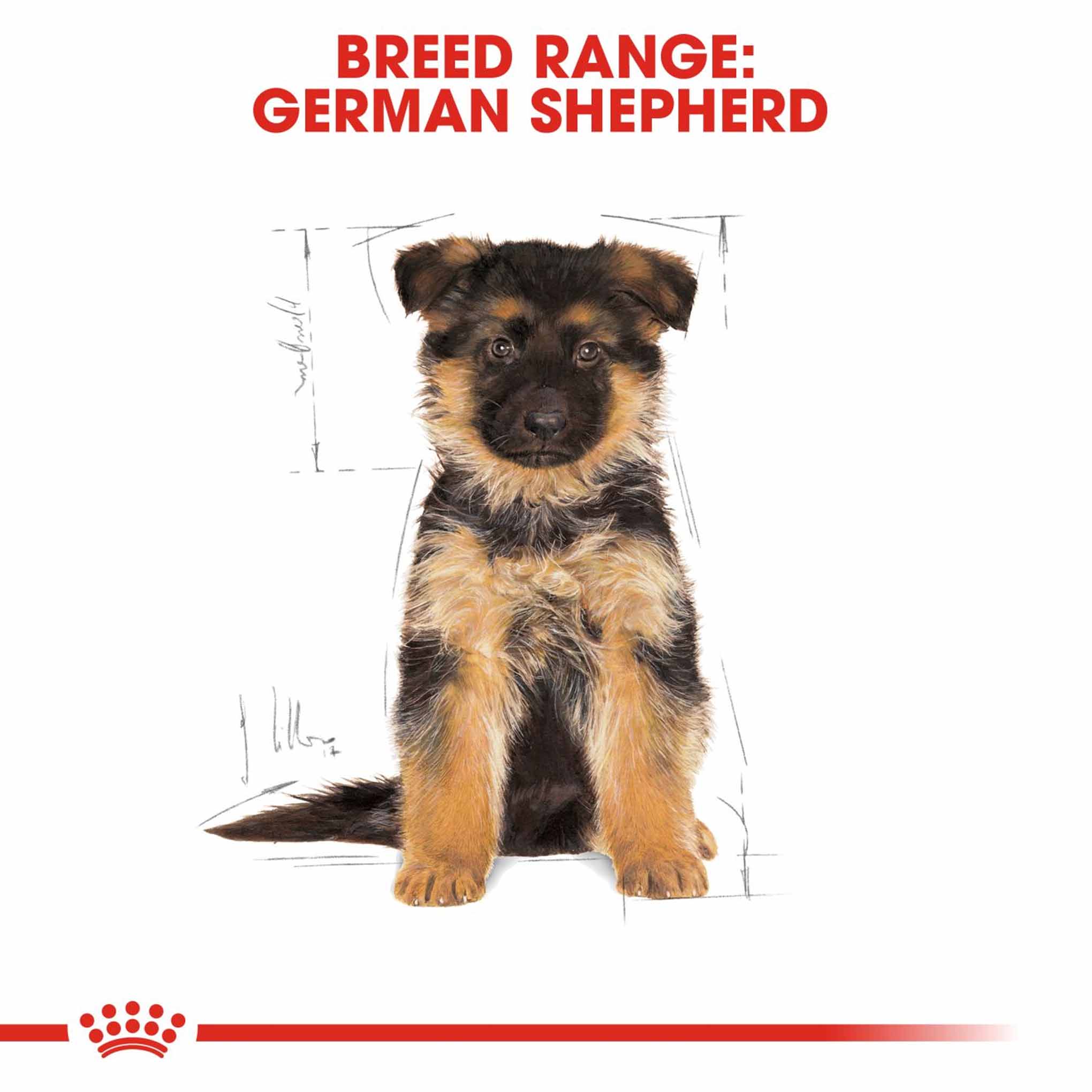 Royal Canin Breed Health Nutrition German Shepherd Puppy Dry Dog Food - Image 6