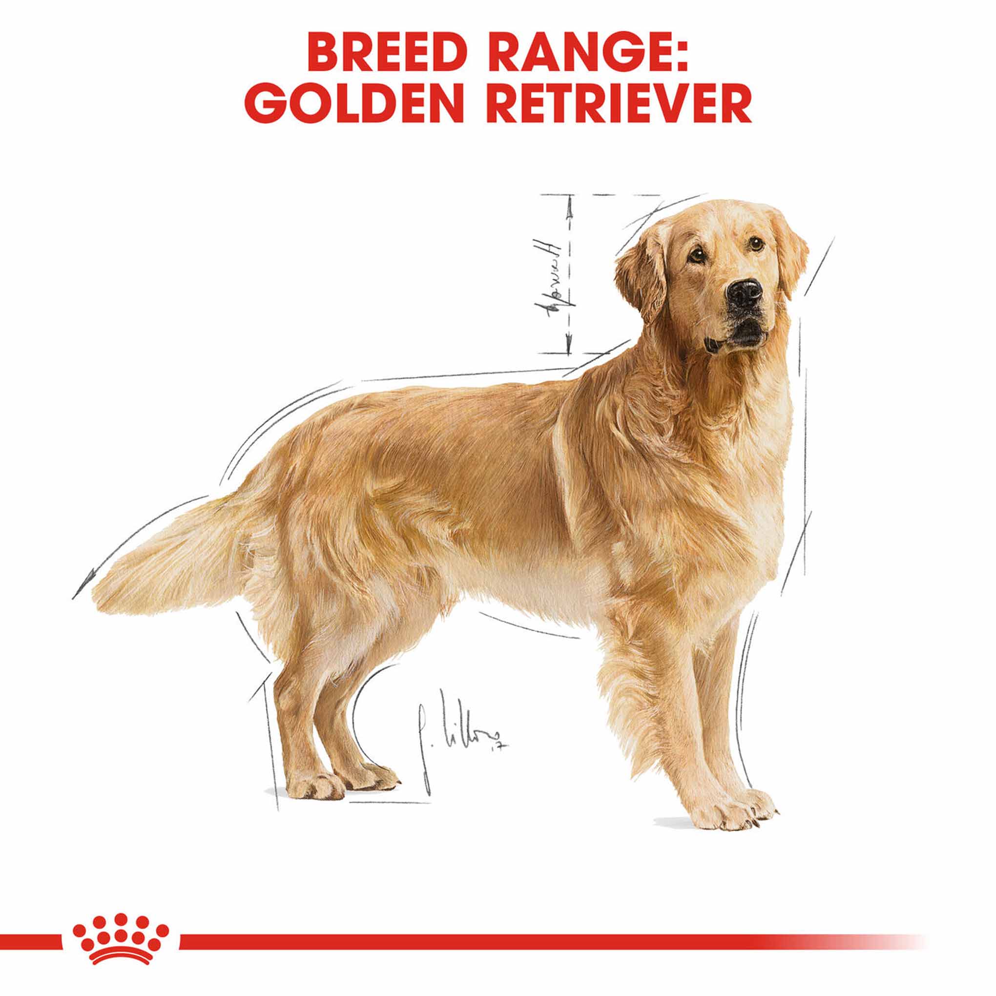 Royal Canin Breed Health Nutrition Golden Retriever Adult Dry Dog Food - Image 5