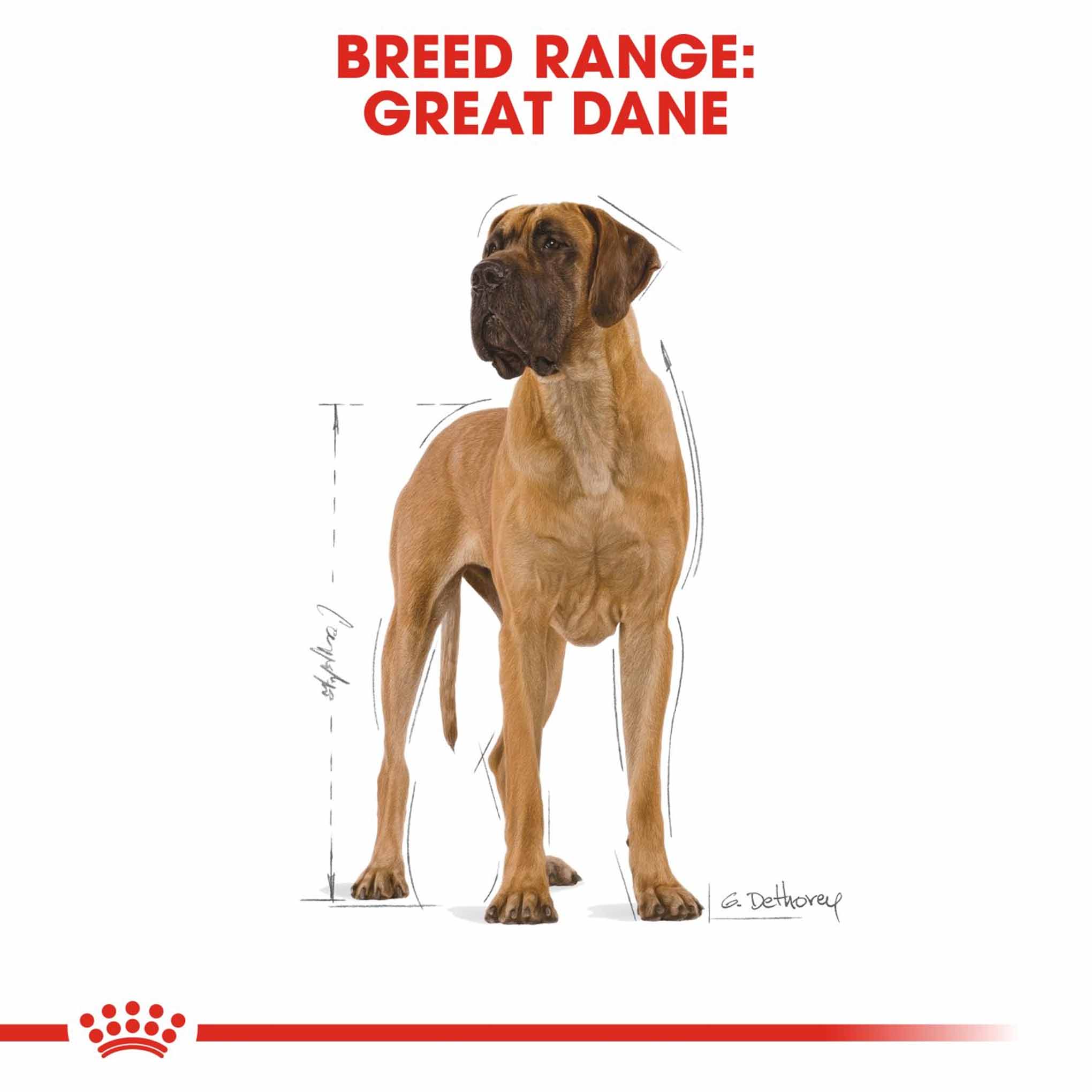 Royal Canin Breed Health Nutrition Great Dane Adult Dry Dog Food - Image 3
