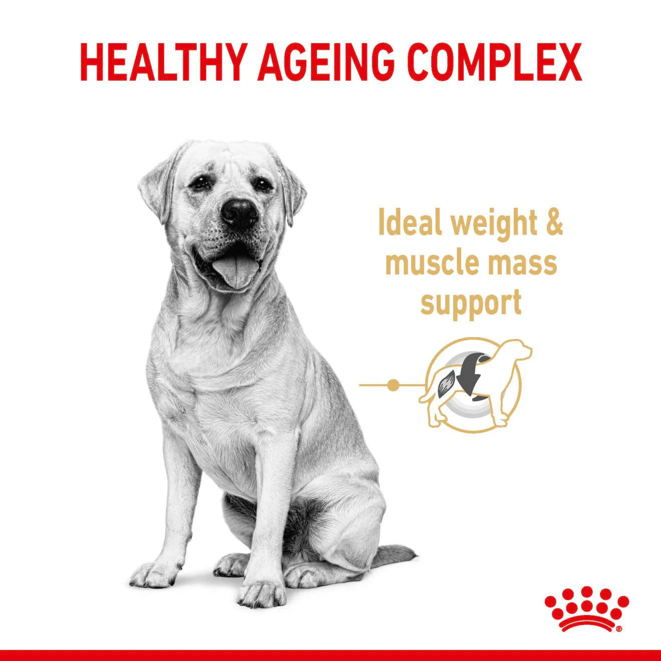 Royal Canin Breed Health Nutrition Labrador Retriever Adult 5+ Dry Dog Food - Image 3