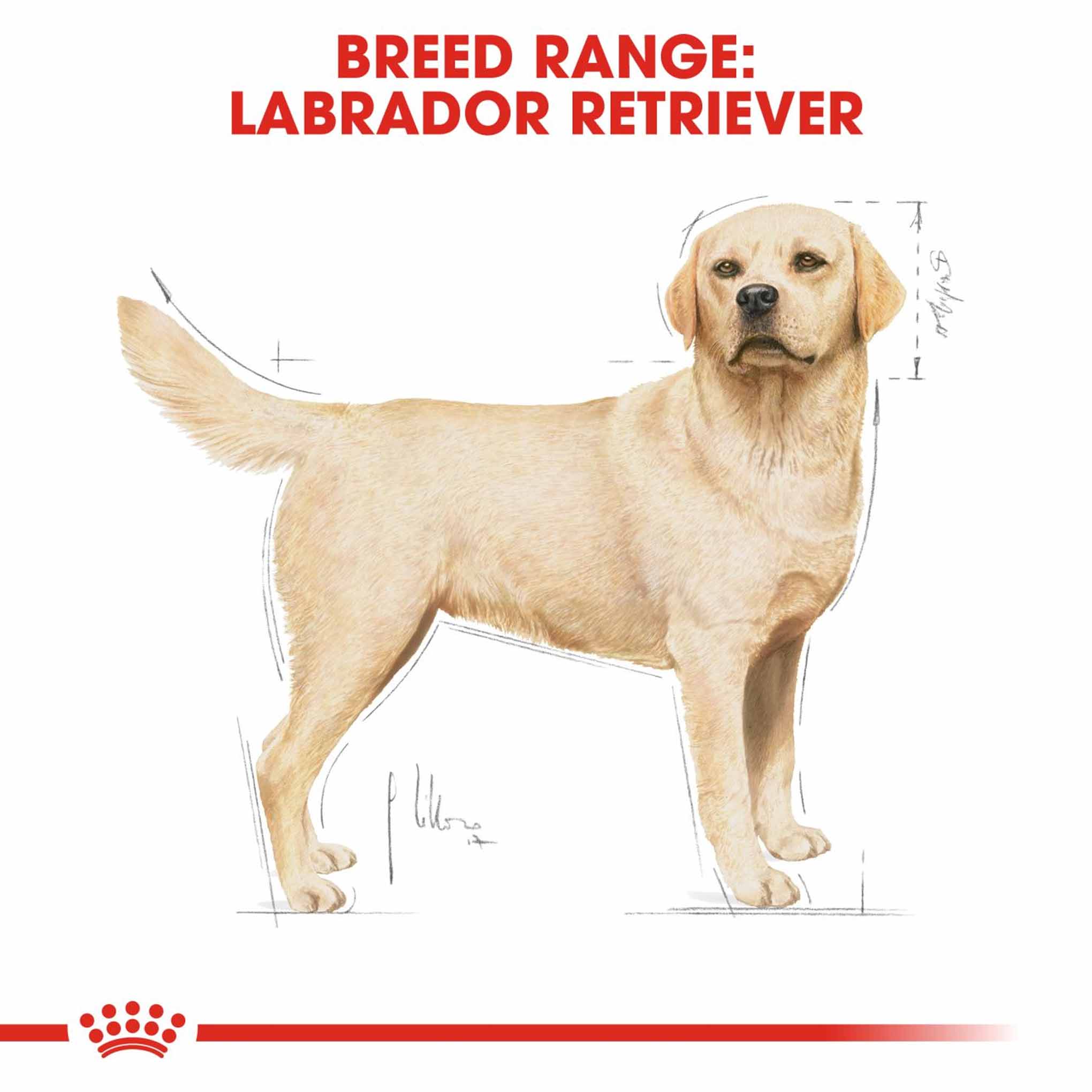 Royal Canin Breed Health Nutrition Labrador Retriever Adult Dry Dog Food - Image 3