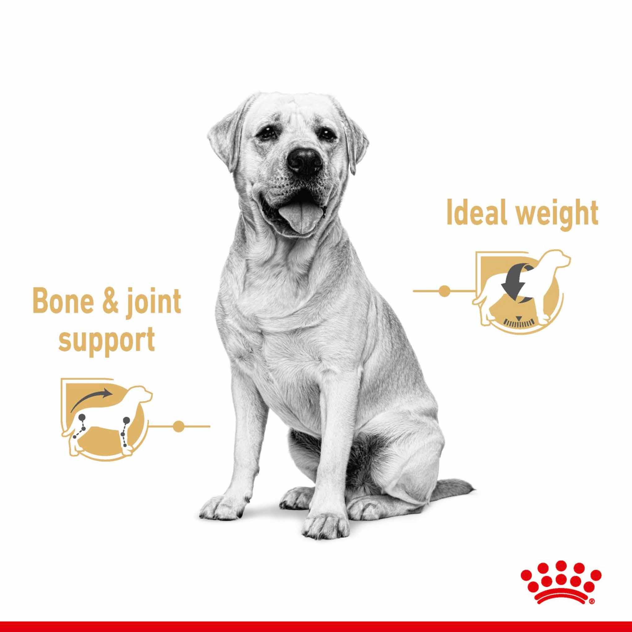 Royal Canin Breed Health Nutrition Labrador Retriever Adult Wet Dog Food - 10x140g Pouches - Image 3