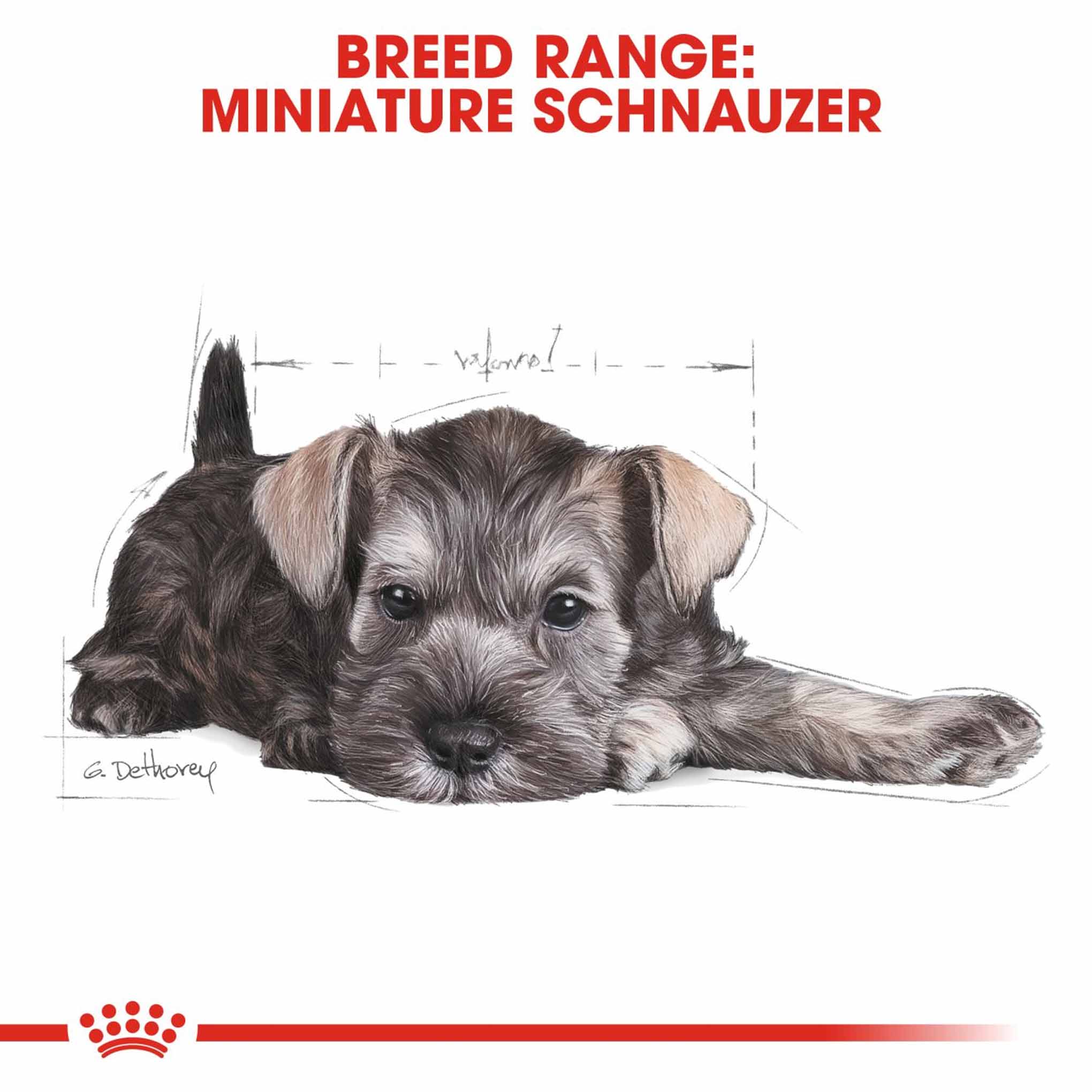 Royal Canin Breed Health Nutrition Miniature Schnauzer Puppy Dry Dog Food - Image 7