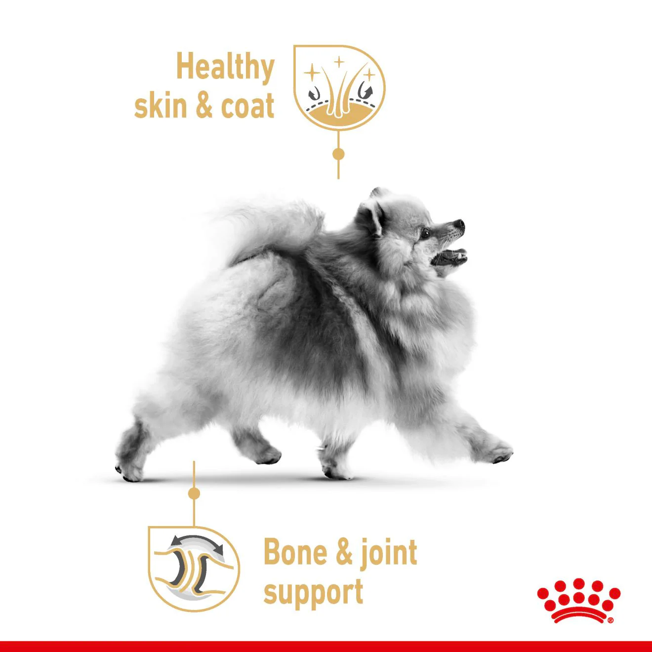 ROYAL CANIN Breed Health Nutrition Pomeranian Adult Wet Dog Food in Loaf - 12x85g Pouches - Image 4