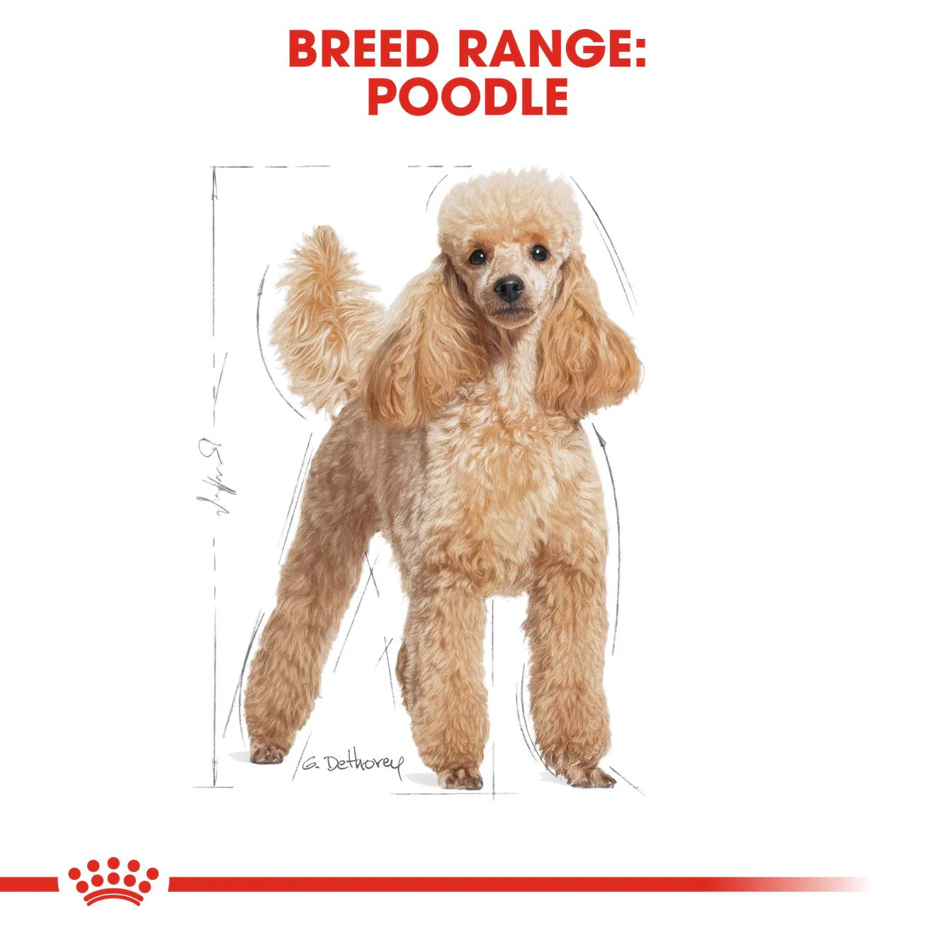 Royal Canin Breed Health Nutrition Poodle Adult Dry Dog Food - Image 3