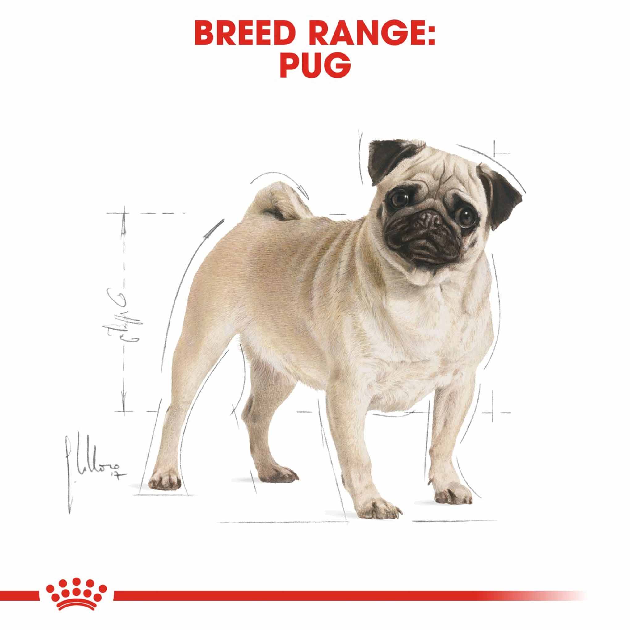 Royal Canin Breed Health Nutrition Pug Adult Dry Dog Food - Image 4