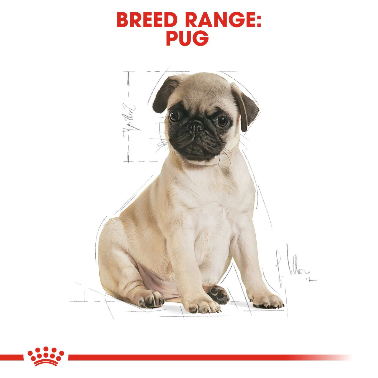 Royal Canin Breed Health Nutrition Pug Puppy Dry Dog Food - Image 5