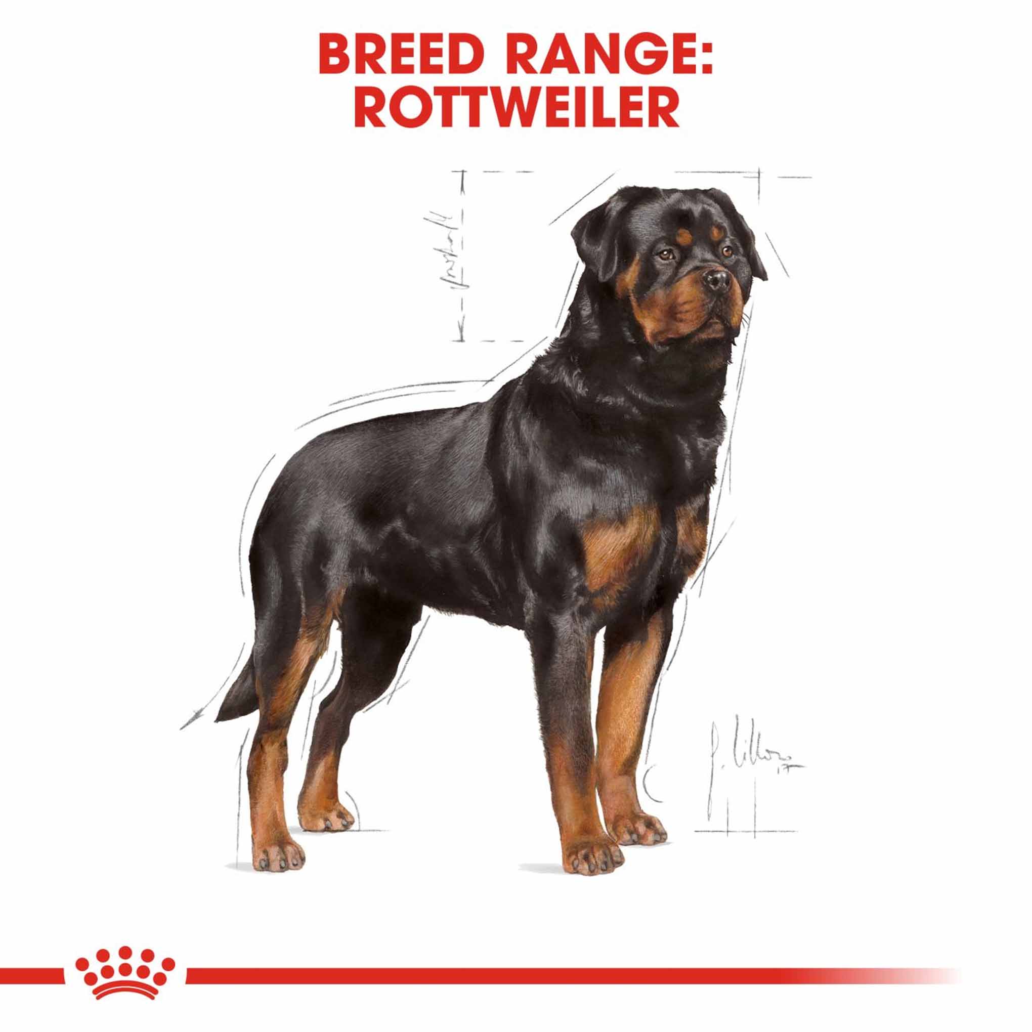 Royal Canin Breed Health Nutrition Rottweiler Adult Dry Dog Food - Image 3