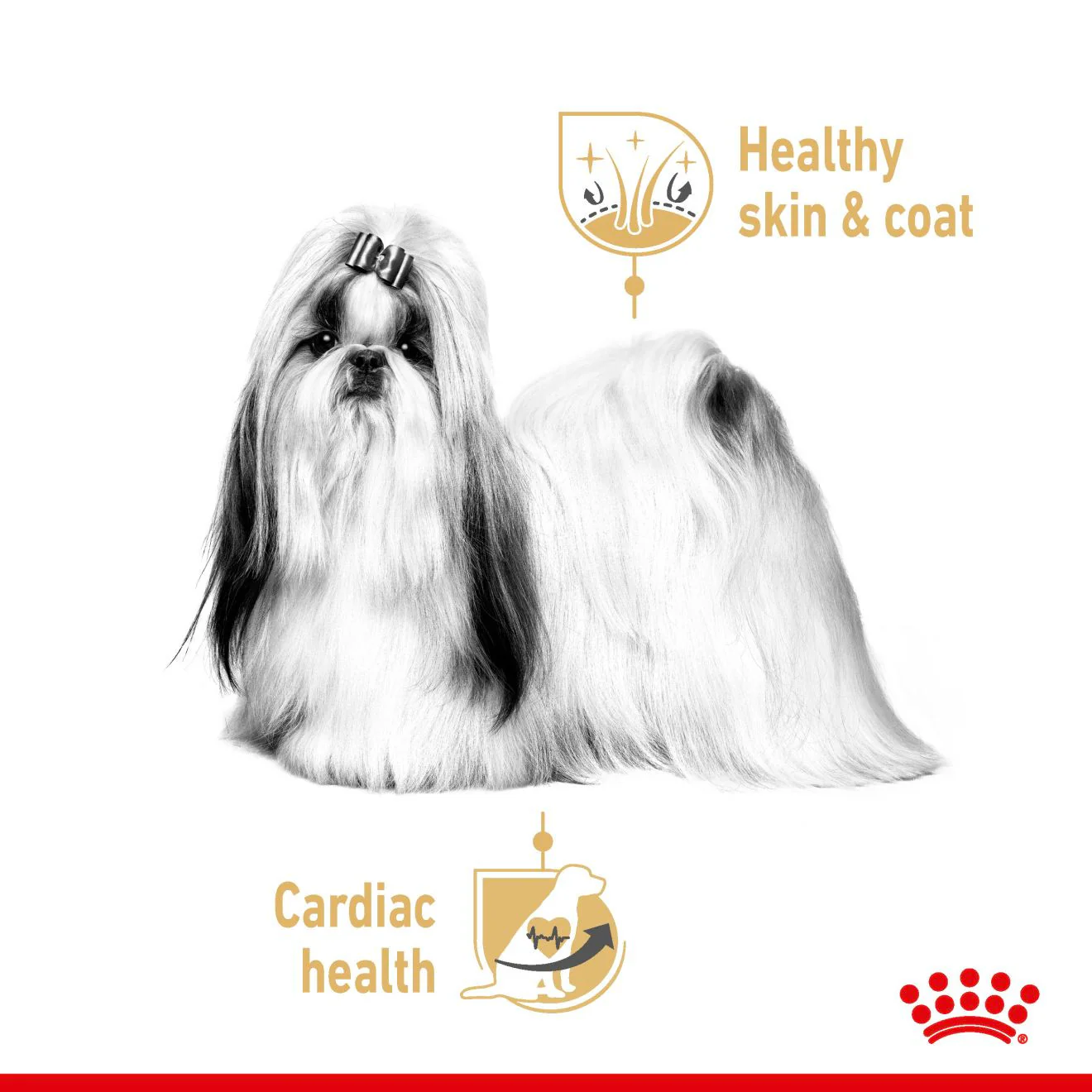 Royal Canin Breed Health Nutrition Shih Tzu Adult Wet Dog Food - 12x85g Pouches - Image 7