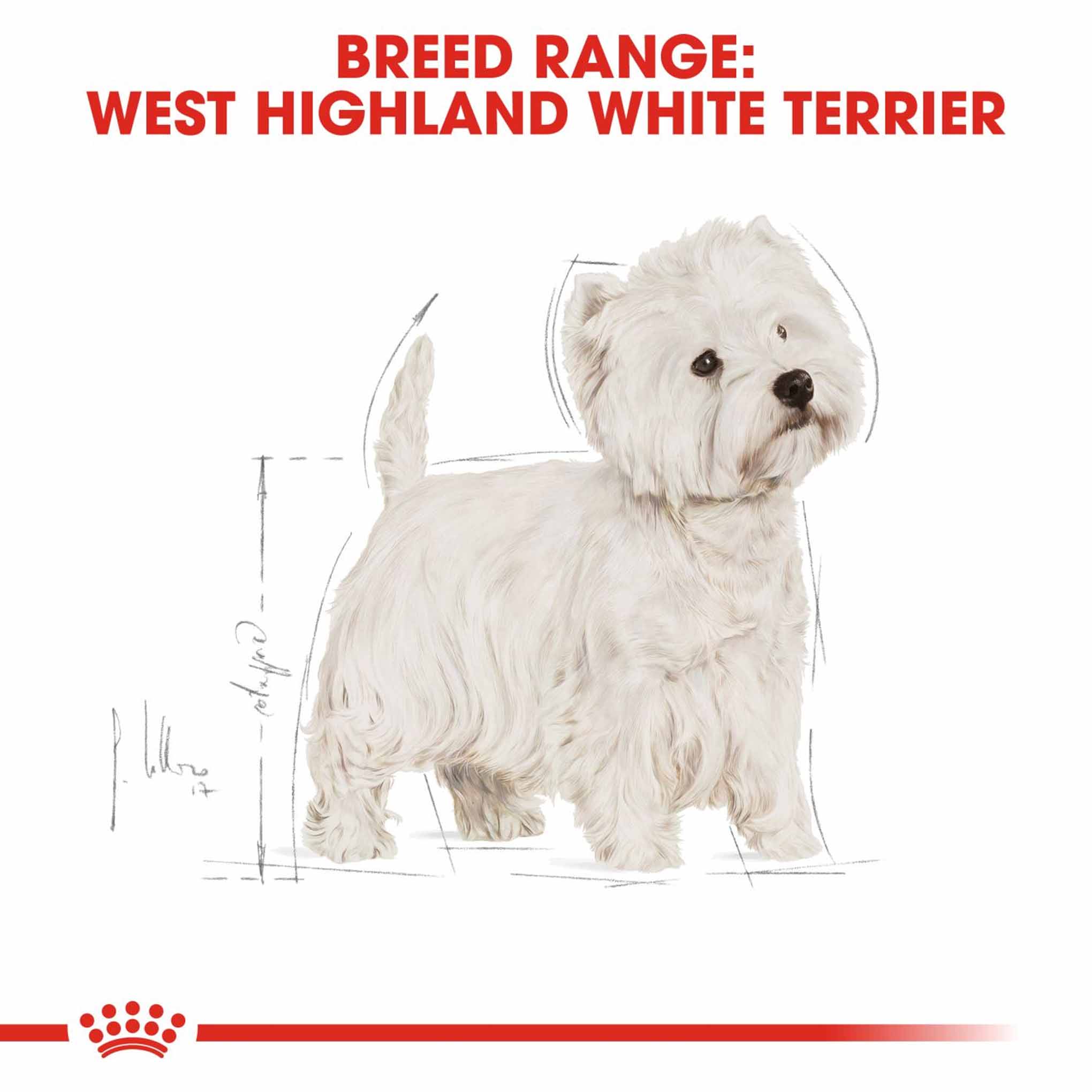 Royal Canin Breed Health Nutrition West Highland Terrier Adult Dry Dog Food - Image 4