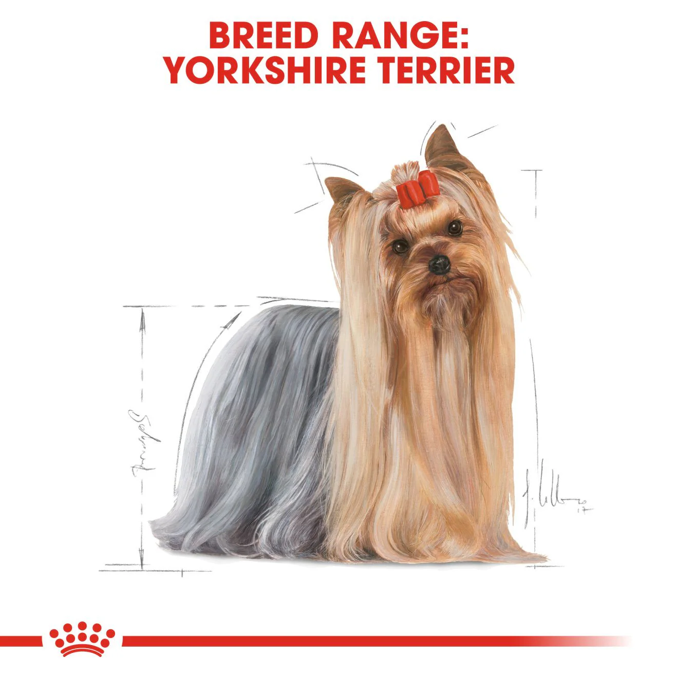 Royal Canin Breed Health Nutrition Yorkshire Terrier Adult Wet Dog Food -12x85g Pouches - Image 7