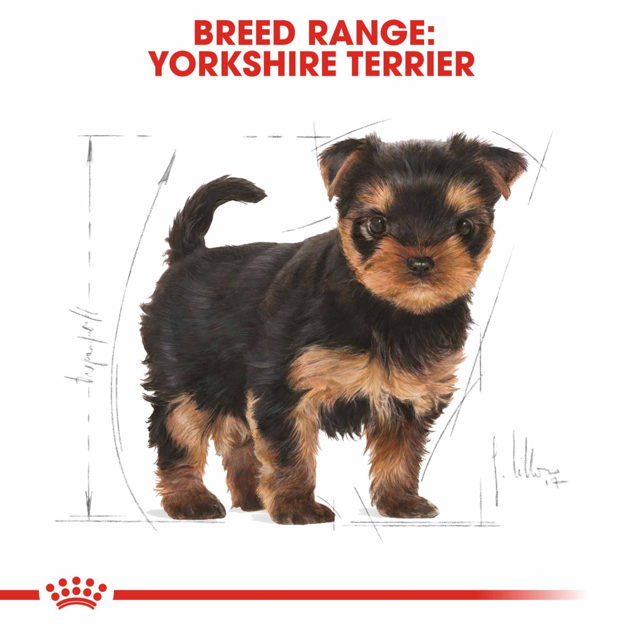 Royal Canin Breed Health Nutrition Yorkshire Terrier Puppy Dry Dog Food - Image 6
