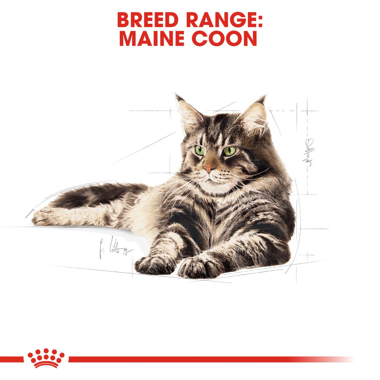 Royal Canin Breed Nutrition Maine Coon Adult Dry Cat Food - Image 3