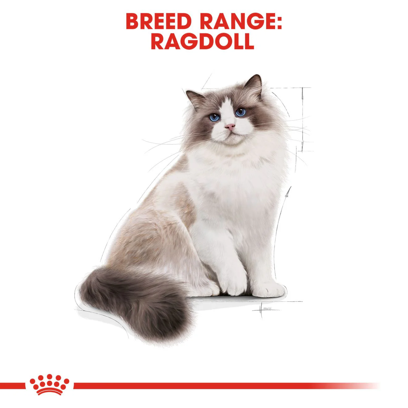 Royal Canin Breed Nutrition Ragdoll Adult Dry Cat Food - Image 3
