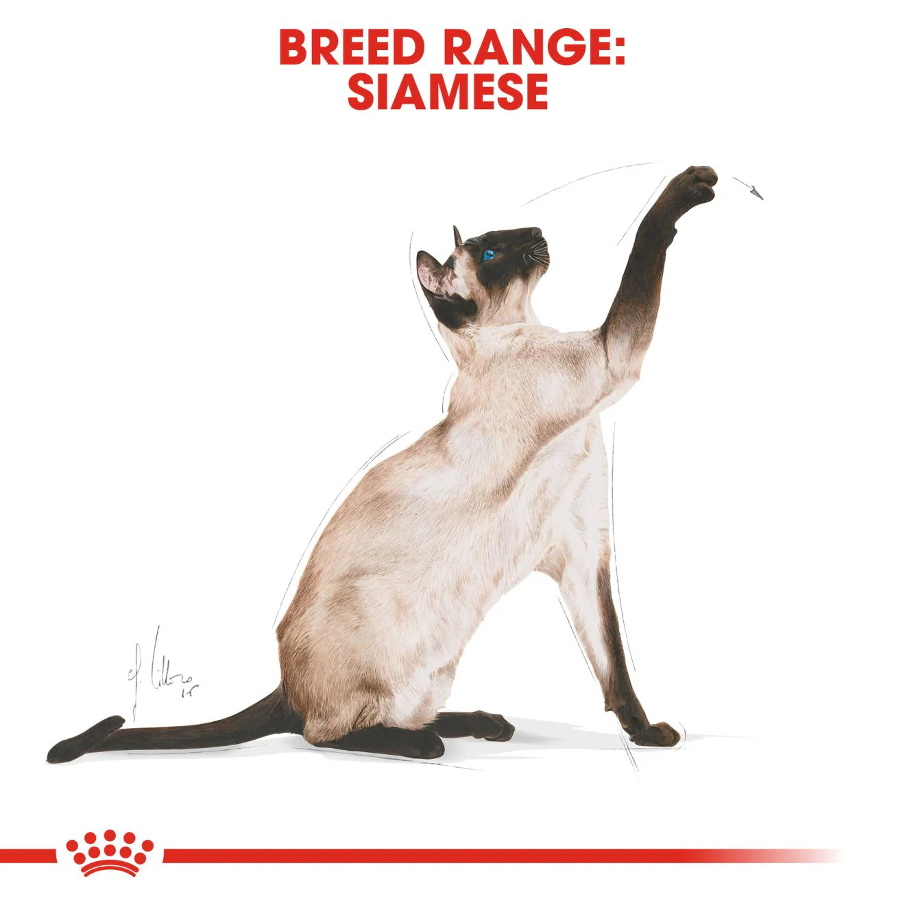 ROYAL CANIN Breed Nutrition Siamese Adult Dry Cat Food - Image 3