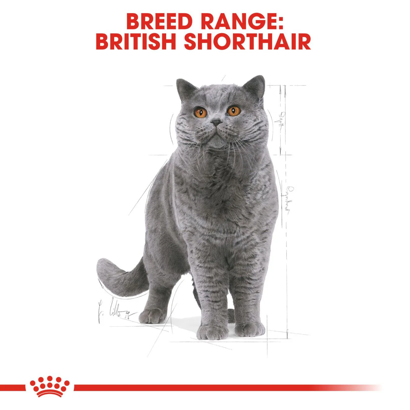 ROYAL CANIN British Shorthair Dry Adult Cat Food - Image 5