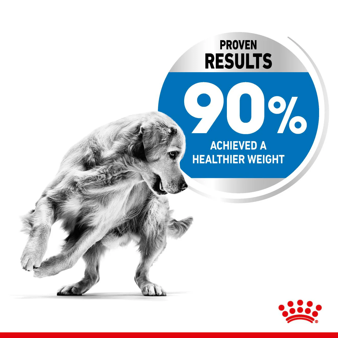Royal Canin Canine Care Nutrition Maxi Light Weight Care Adult Dry Dog Food - Image 4