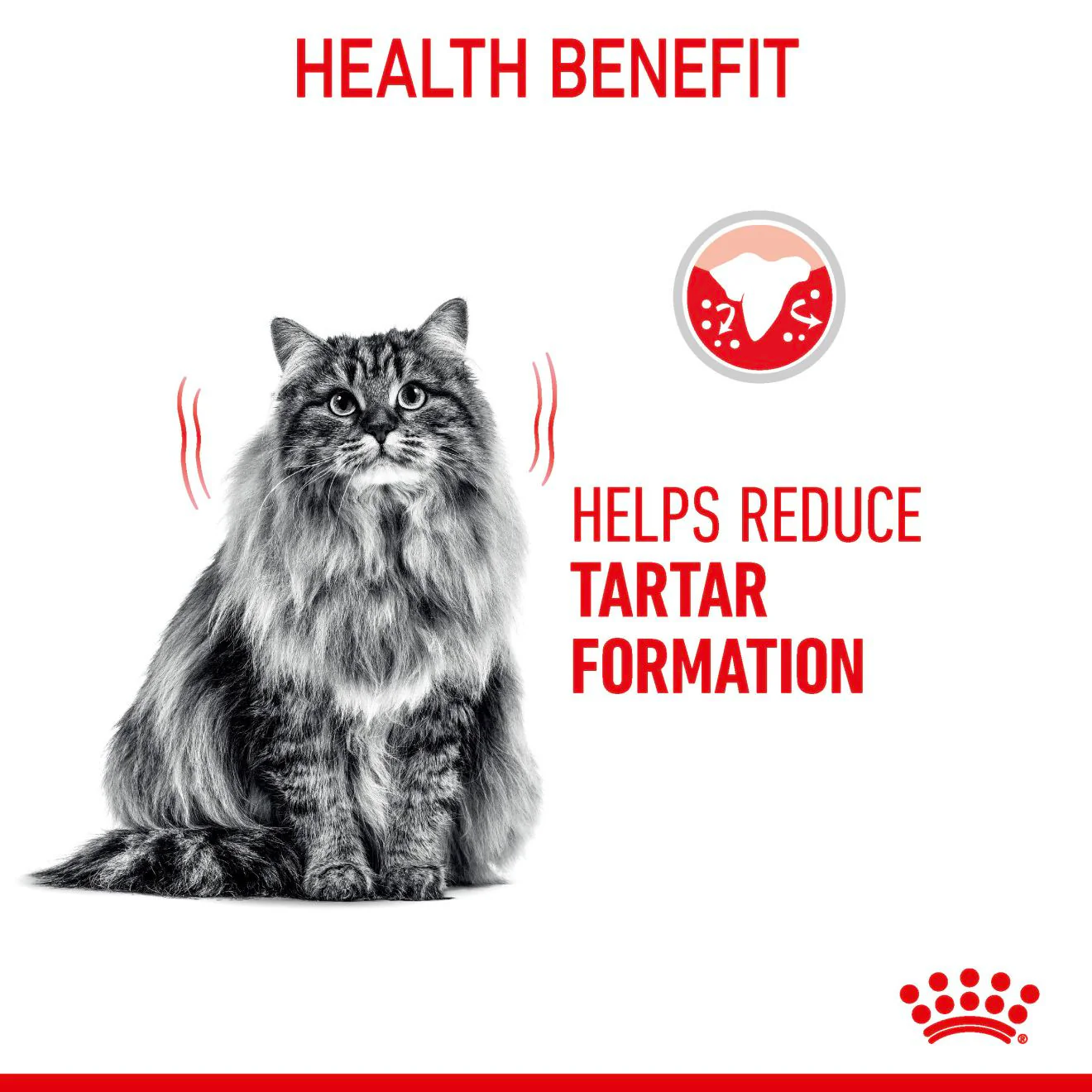 ROYAL CANIN Dental Care Adult Dry Cat Food - Image 5