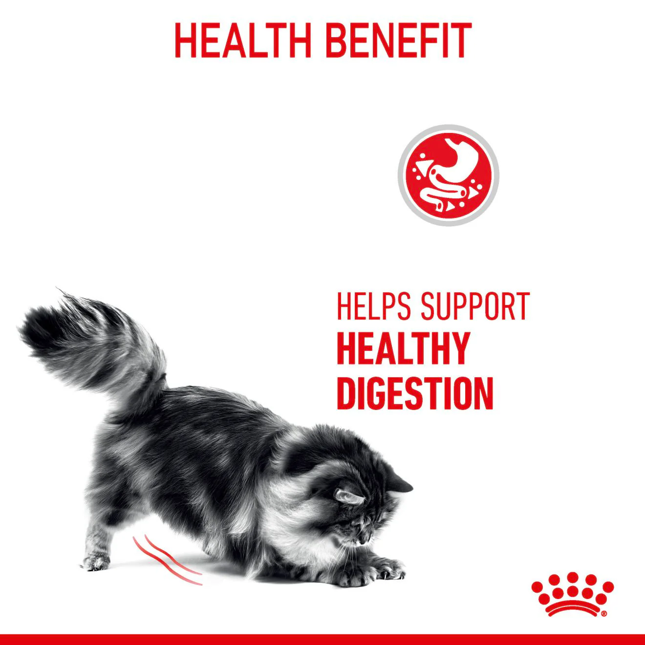 ROYAL CANIN Digestive Care Adult Dry Cat Food - Image 4