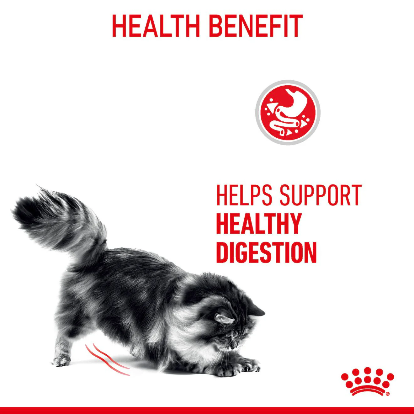ROYAL CANIN Digestive Care Adult Wet Cat Food in Gravy - 12x85g Pouches - Image 11