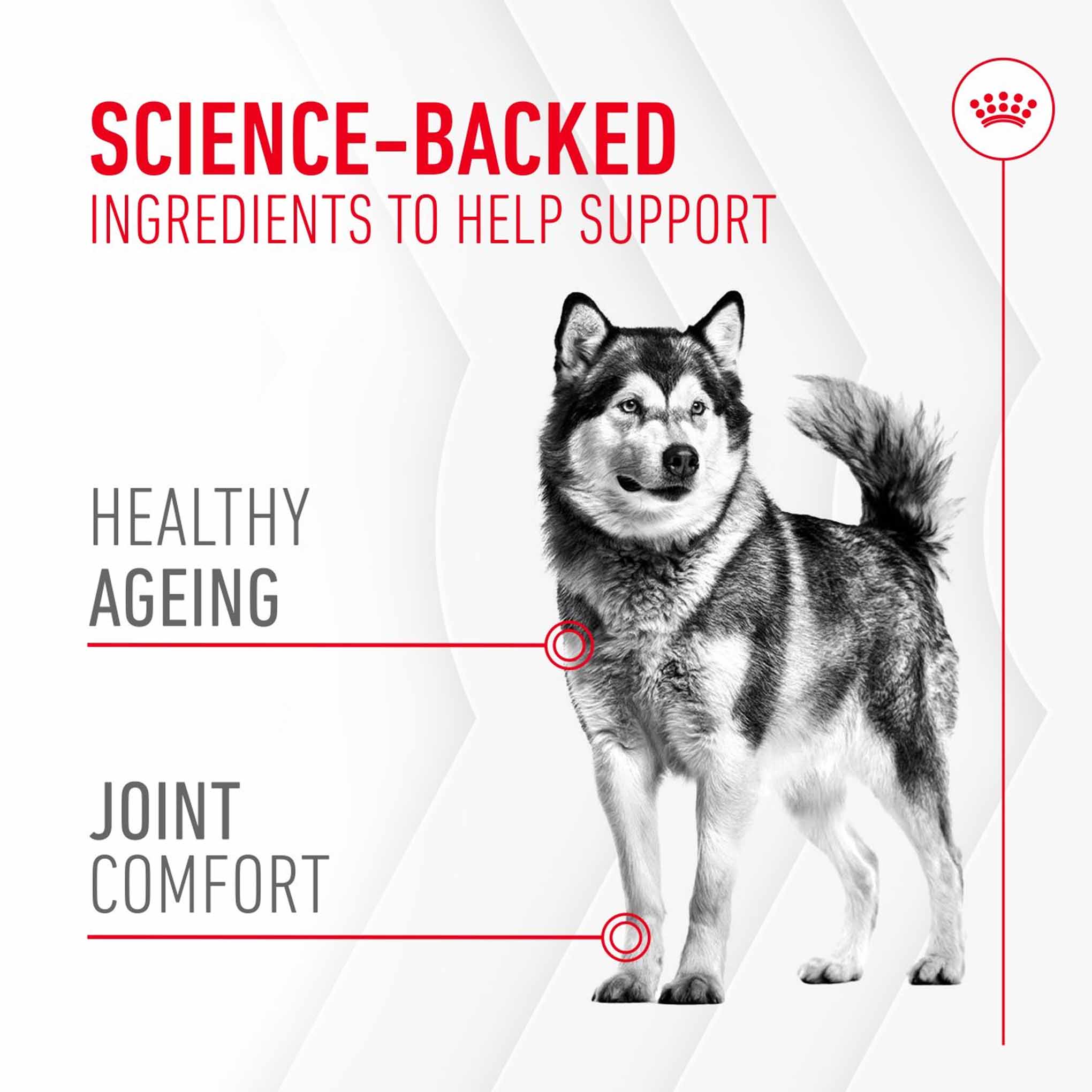 Royal Canin Dog Supplement for Joint & Ageing Soft Chews - 240g - Image 3