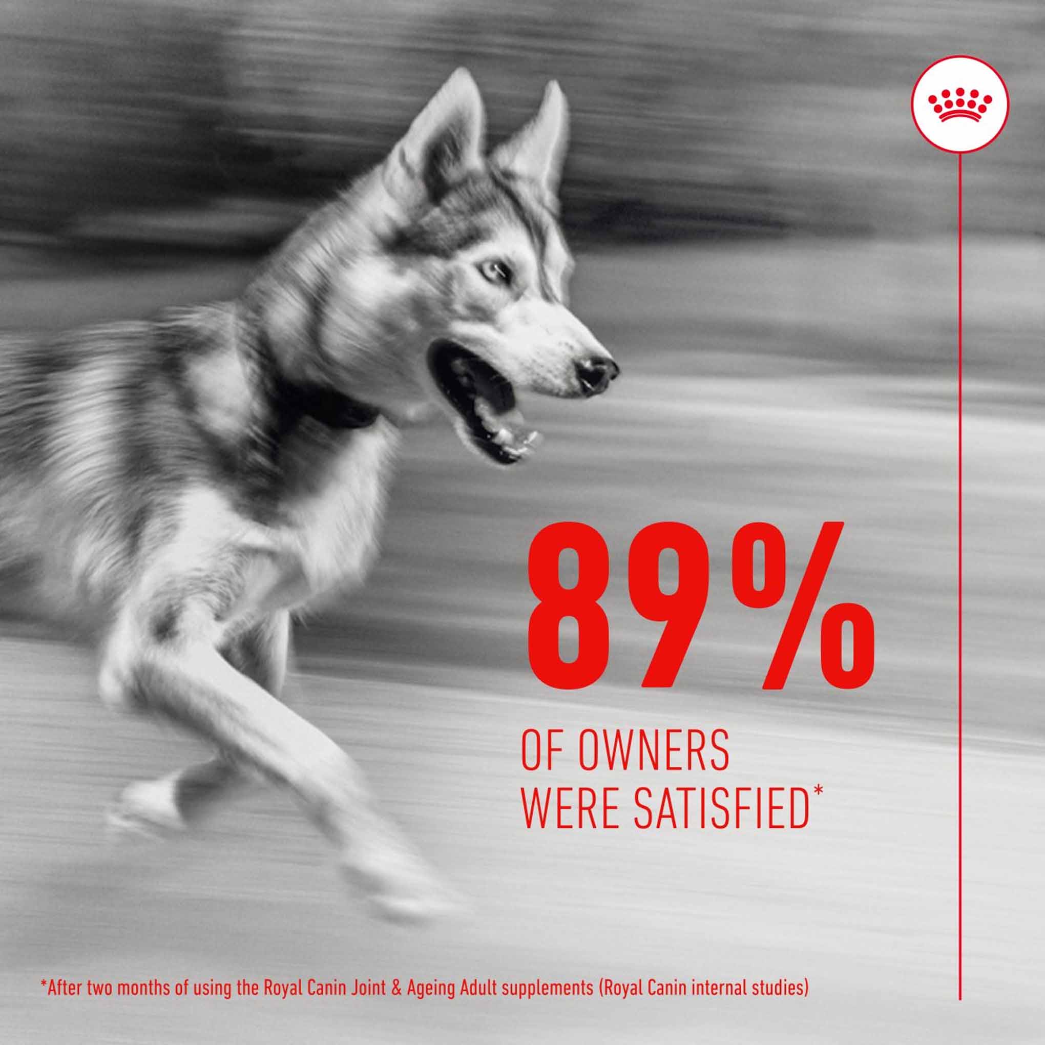Royal Canin Dog Supplement for Joint & Ageing Soft Chews - 240g - Image 5