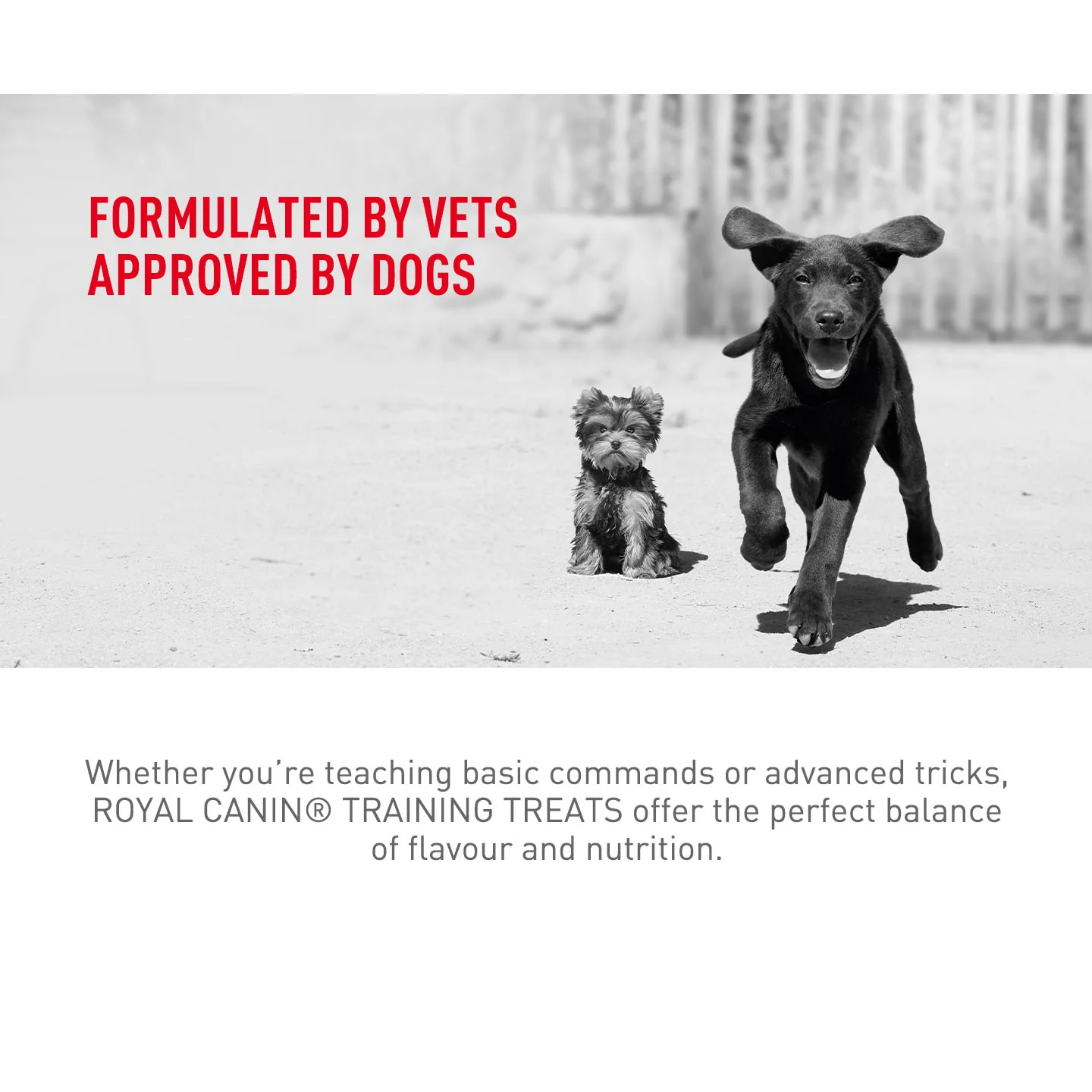 Royal Canin Dog Treats for Training - 110g - Image 11