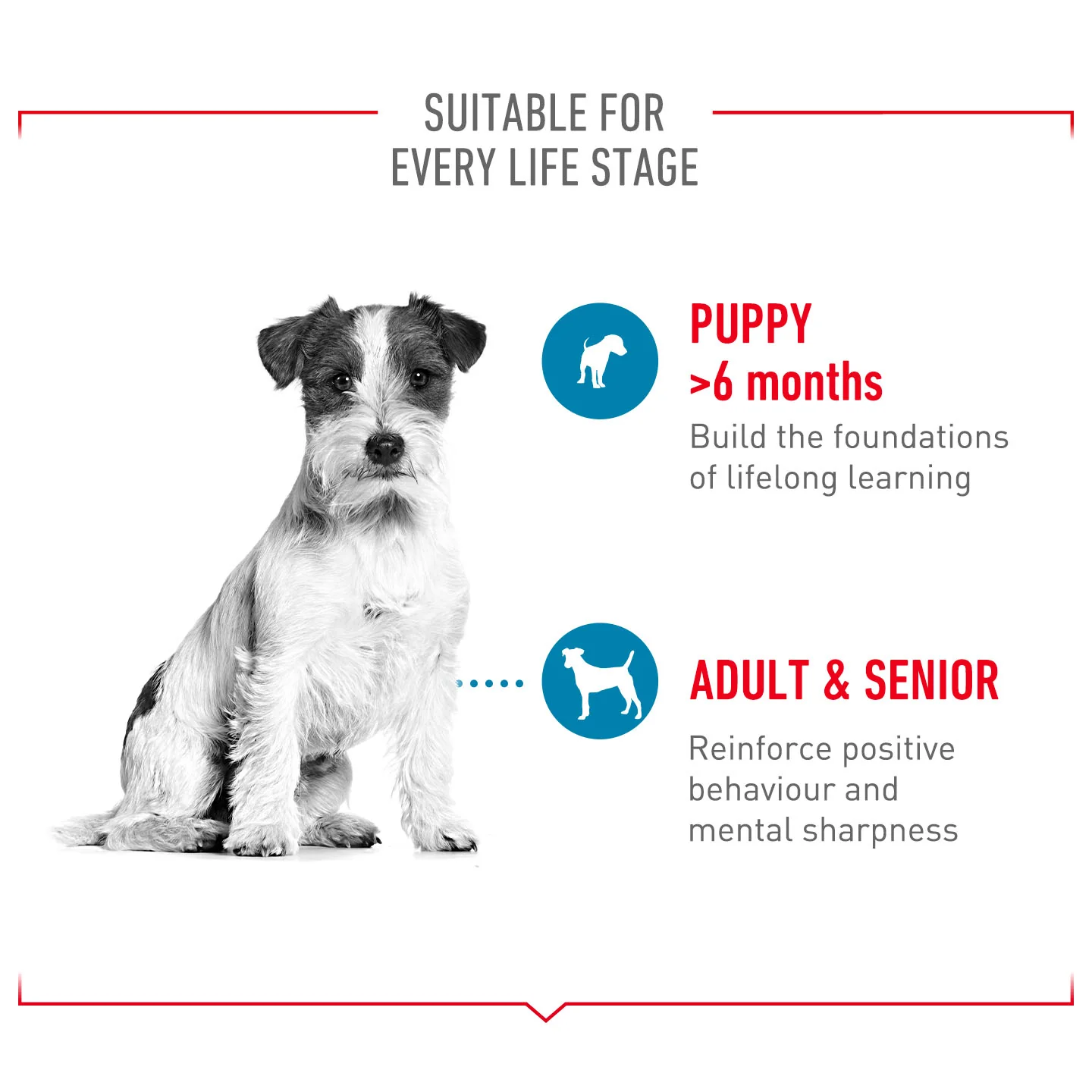 Royal Canin Dog Treats for Training - 110g - Image 12