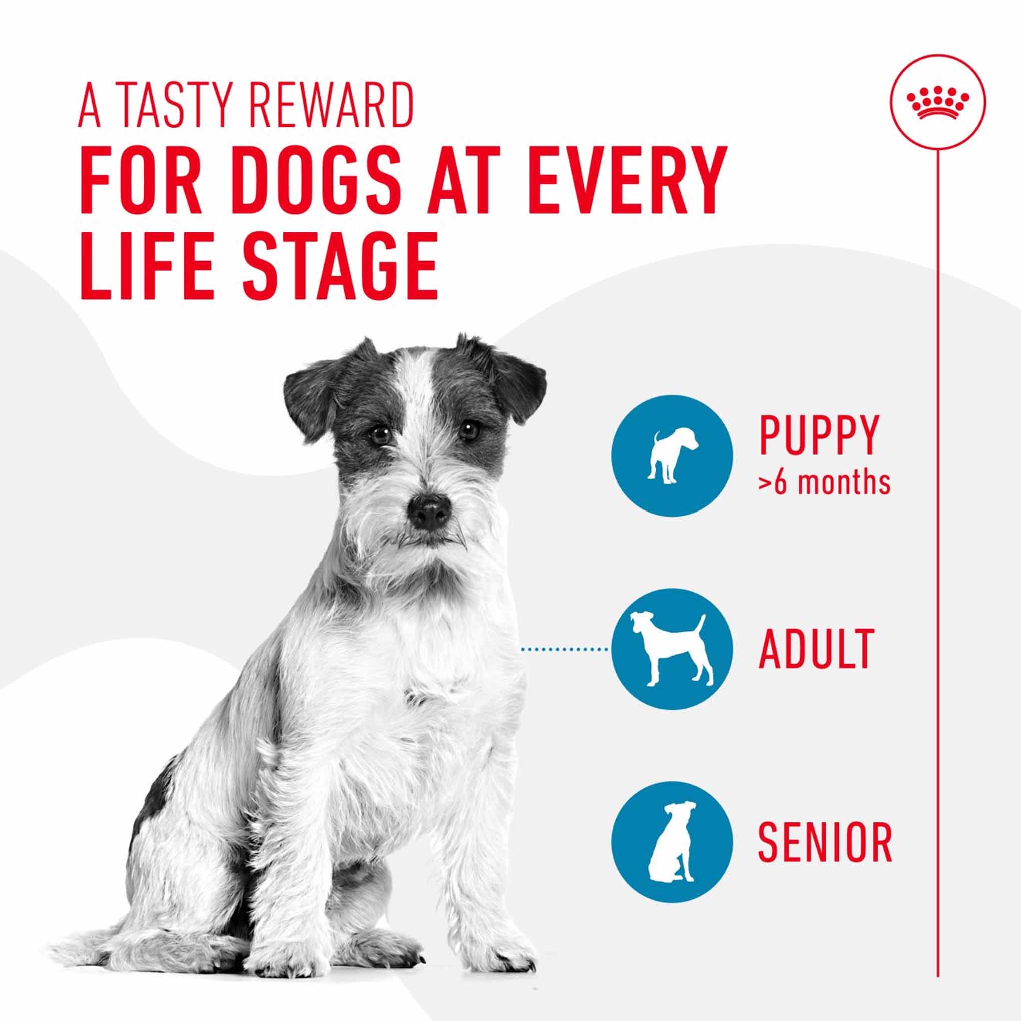 Royal Canin Dog Treats for Training - 110g - Image 3