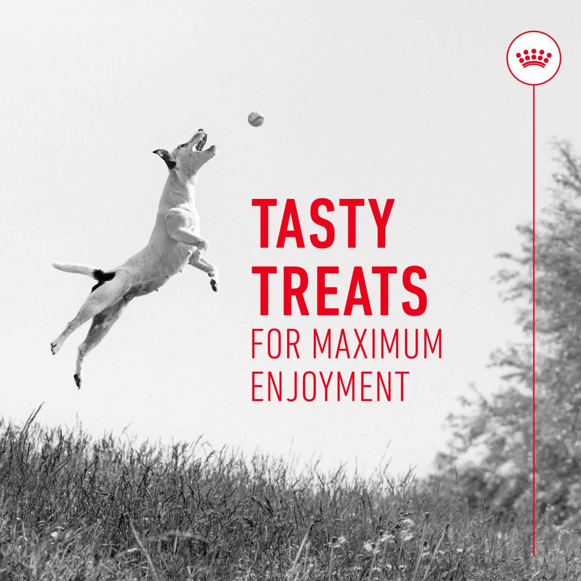 Royal Canin Dog Treats for Training - 110g - Image 5
