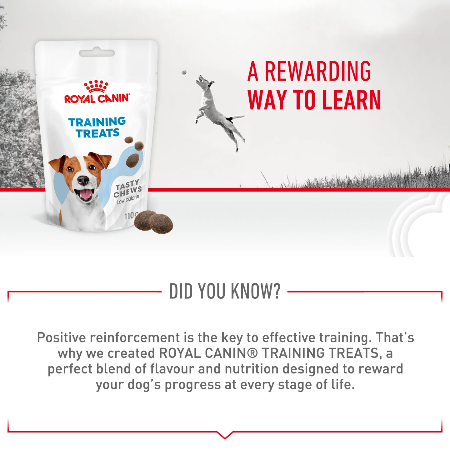 Royal Canin Dog Treats for Training - 110g - Image 9