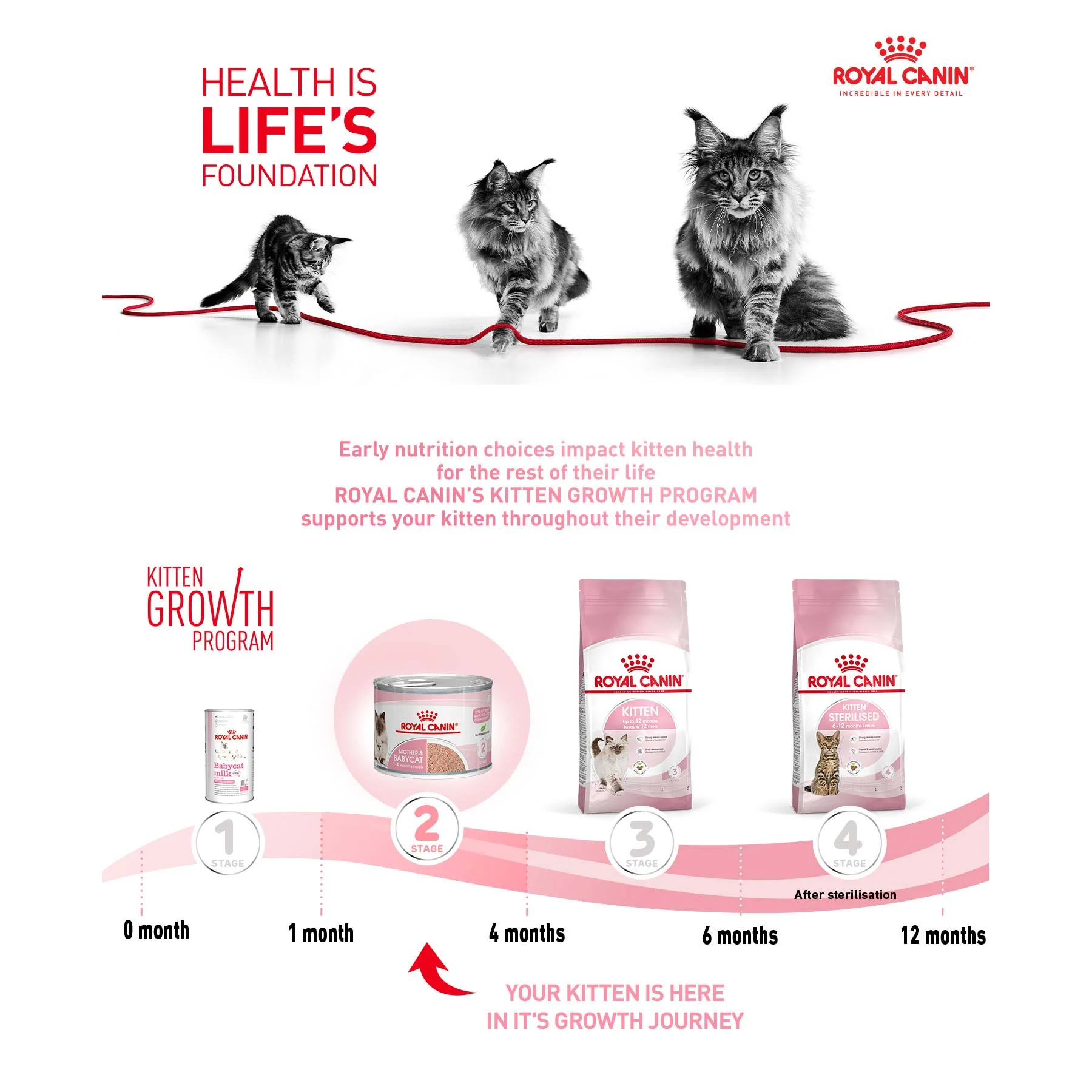 Royal Canin Feline Health Nutrition Mother & Babycat Ultra Soft Mousse Wet Cat Food - 12x195g Cans - Image 12