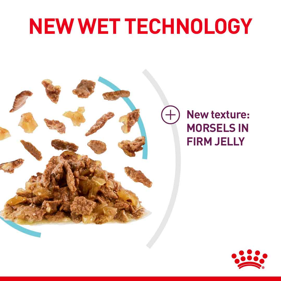 Royal Canin Feline Health Nutrition Sensory Feel in Jelly Wet Cat Food - 12x85g Pouches - Image 3