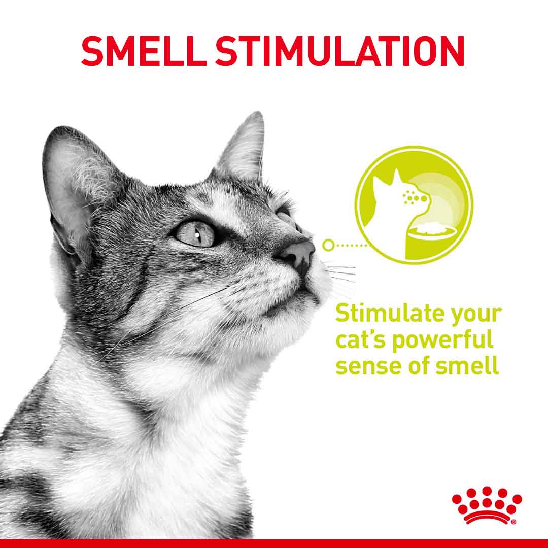 Royal Canin Feline Health Nutrition Sensory Smell in Gravy Wet Cat Food - 12x85g Pouches - Image 3