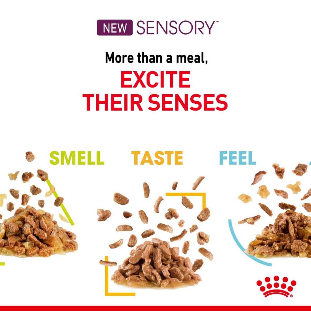 Royal Canin Feline Health Nutrition Sensory Smell in Gravy Wet Cat Food - 12x85g Pouches - Image 4